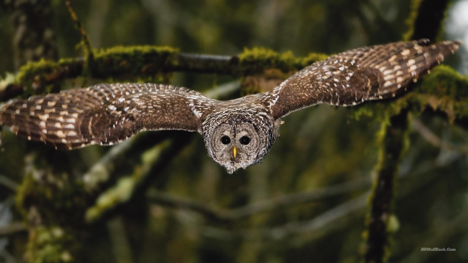 1920x1080 Owl Flying Wallpaper