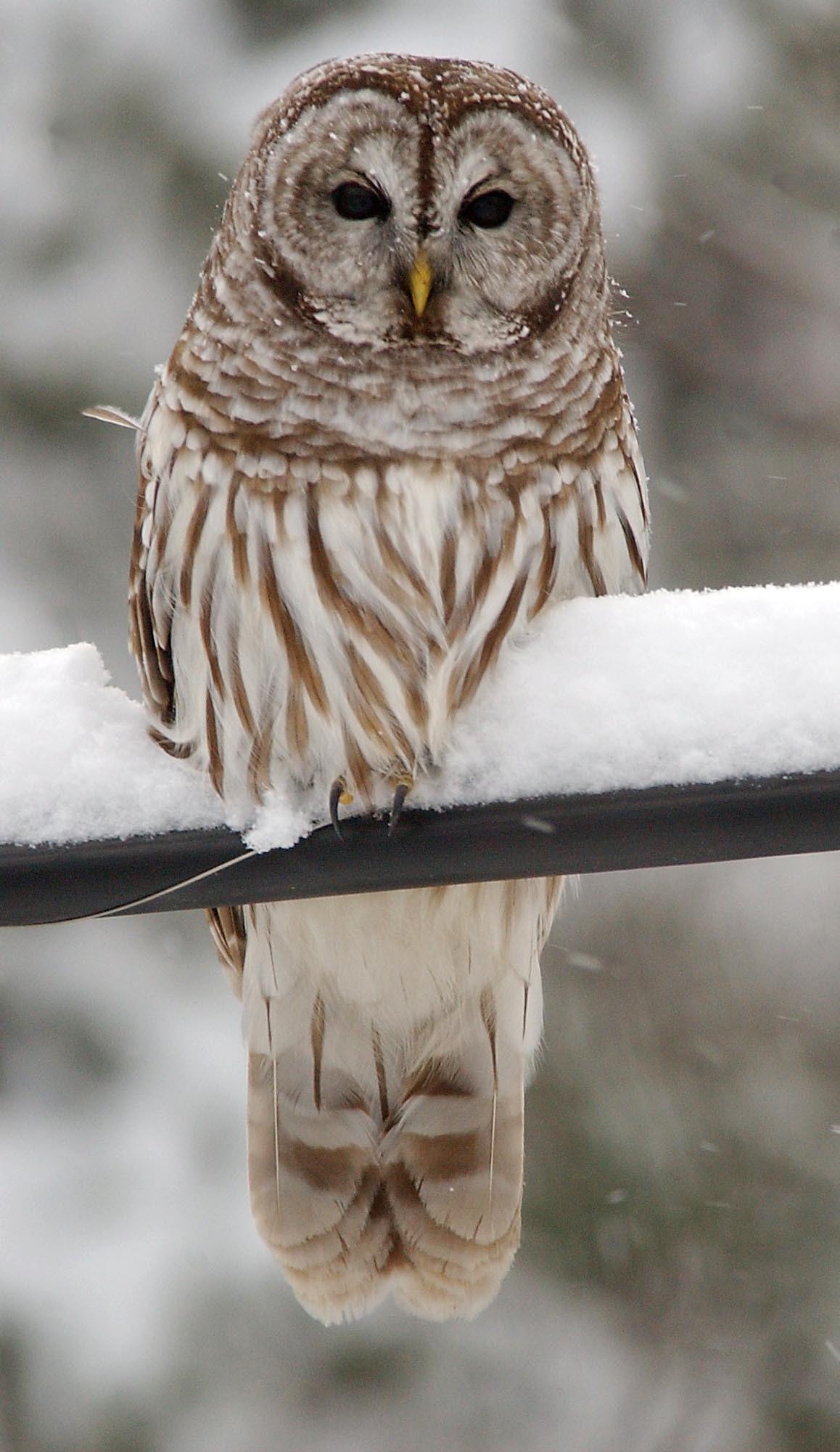 1158x2000 A Long Term Plan: Feds Killing Barred Owls To Try To Save Endangered Spotted Owls. Outdoors And Recreation