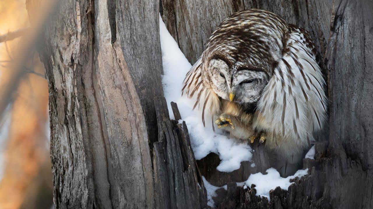 1280x720 Barred Owl Hunting. Bird Photography W/ Sigma 100 400