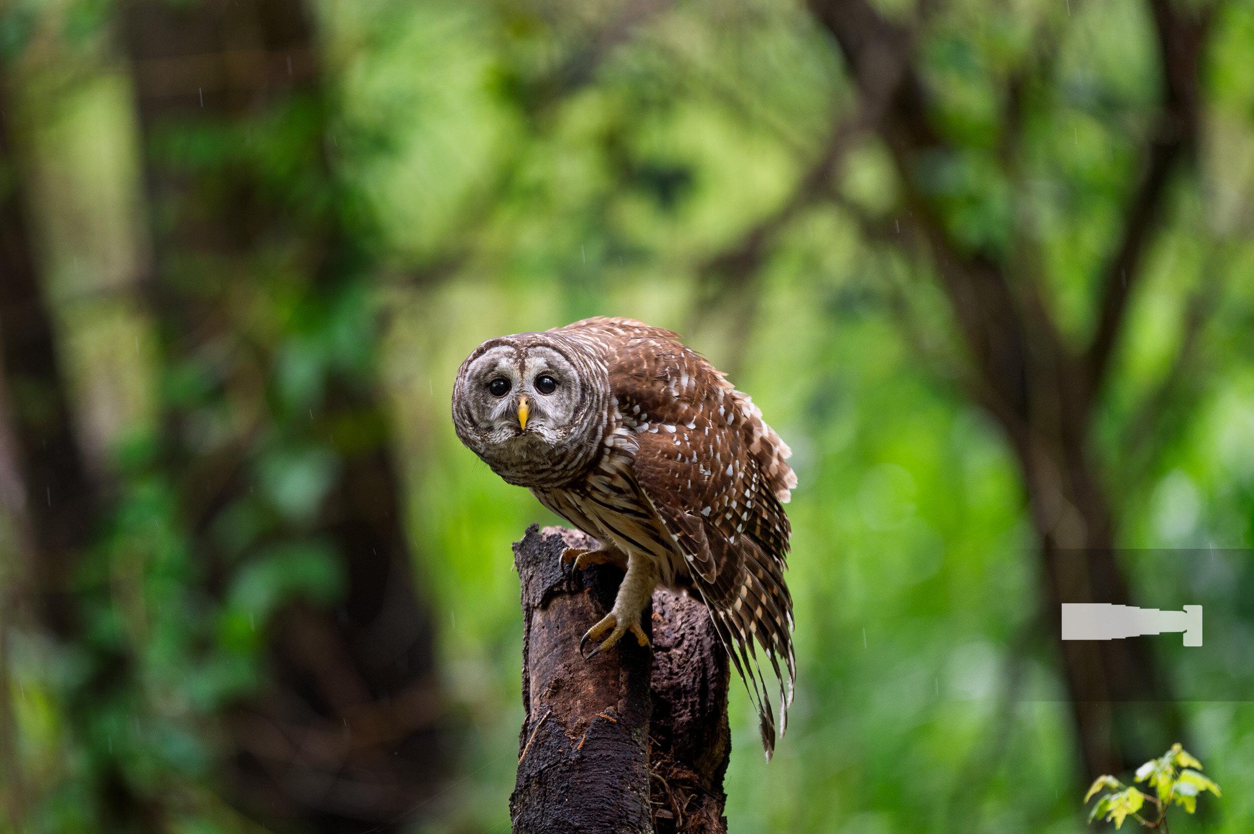 2500x1664 Barred Owl Stare