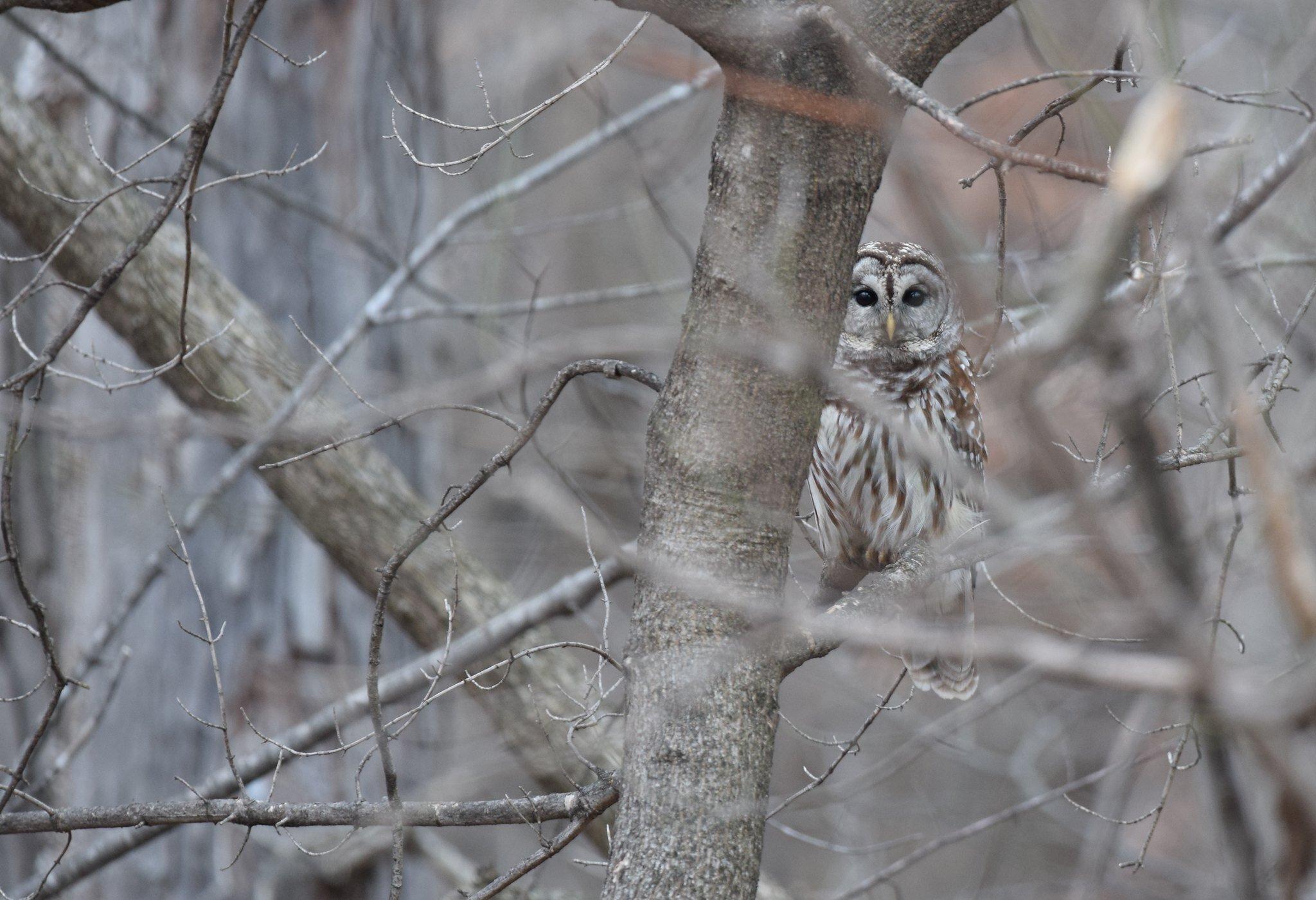 2048x1401 Whoooo's That? Your Winter Guide to Owls