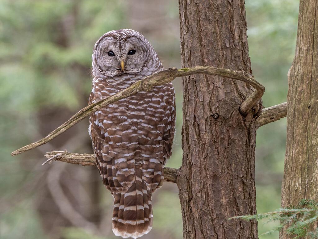 1024x768 Barred Owl. Find Us Outside Nature Immersion Program
