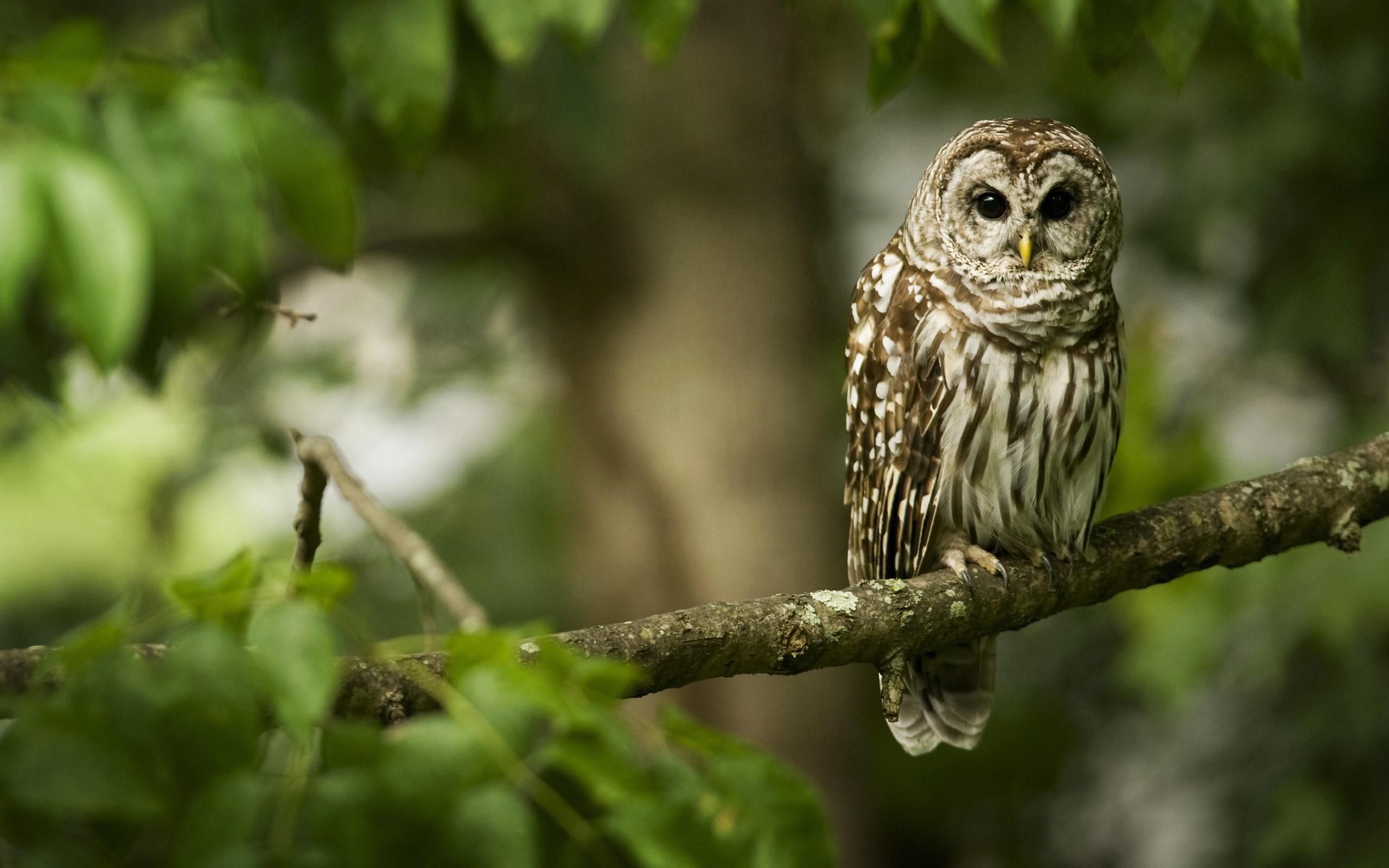 2560x1600 Owl Desktop Wallpaper