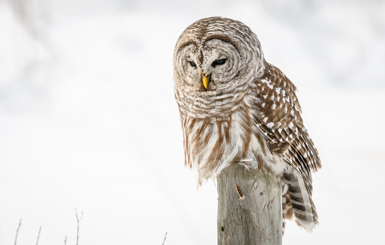 Barred Owl Wallpapers - Top Free Barred Owl Backgrounds - WallpaperAccess