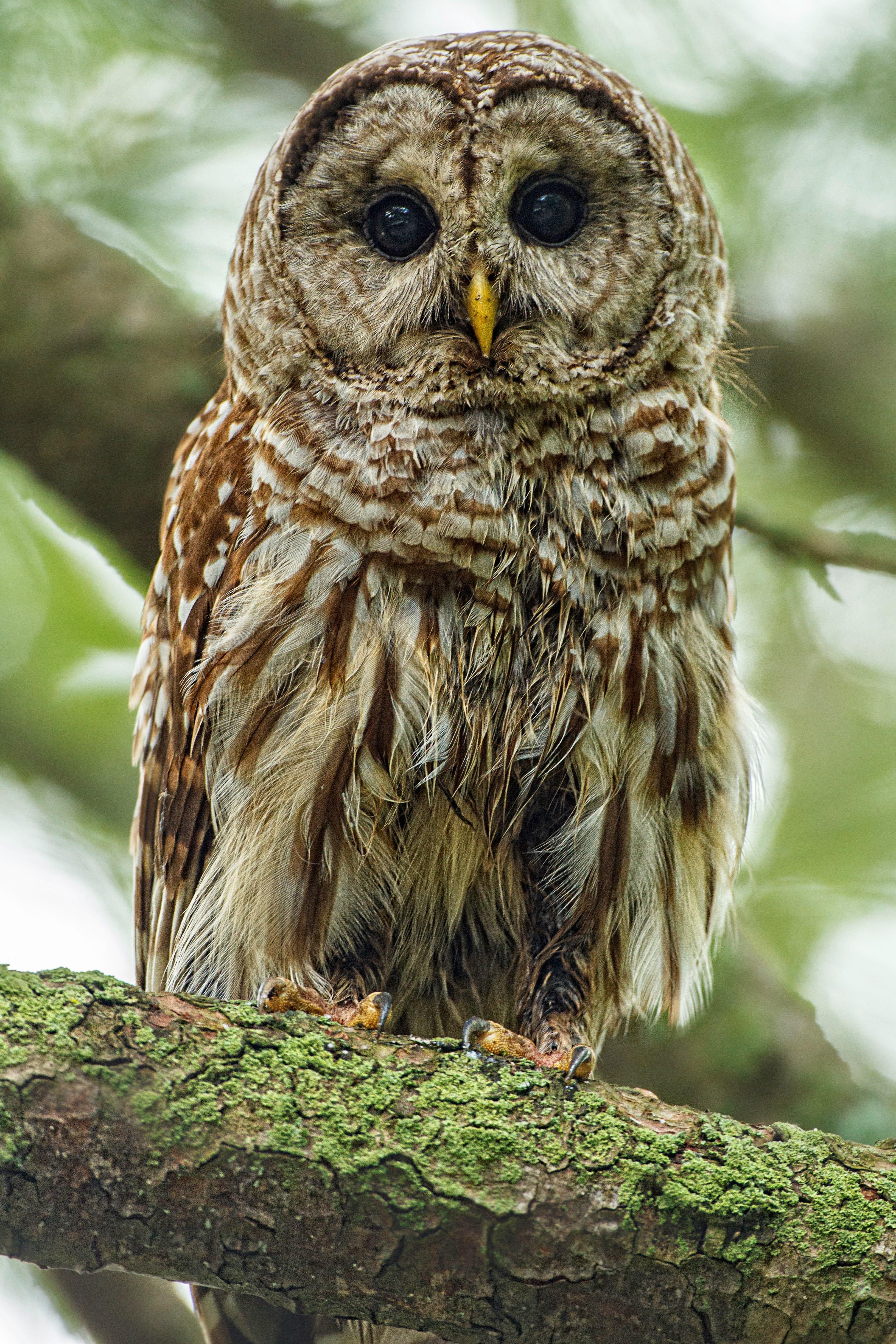 3264x4896 Wallpaper / barred owl 4k wallpaper free download
