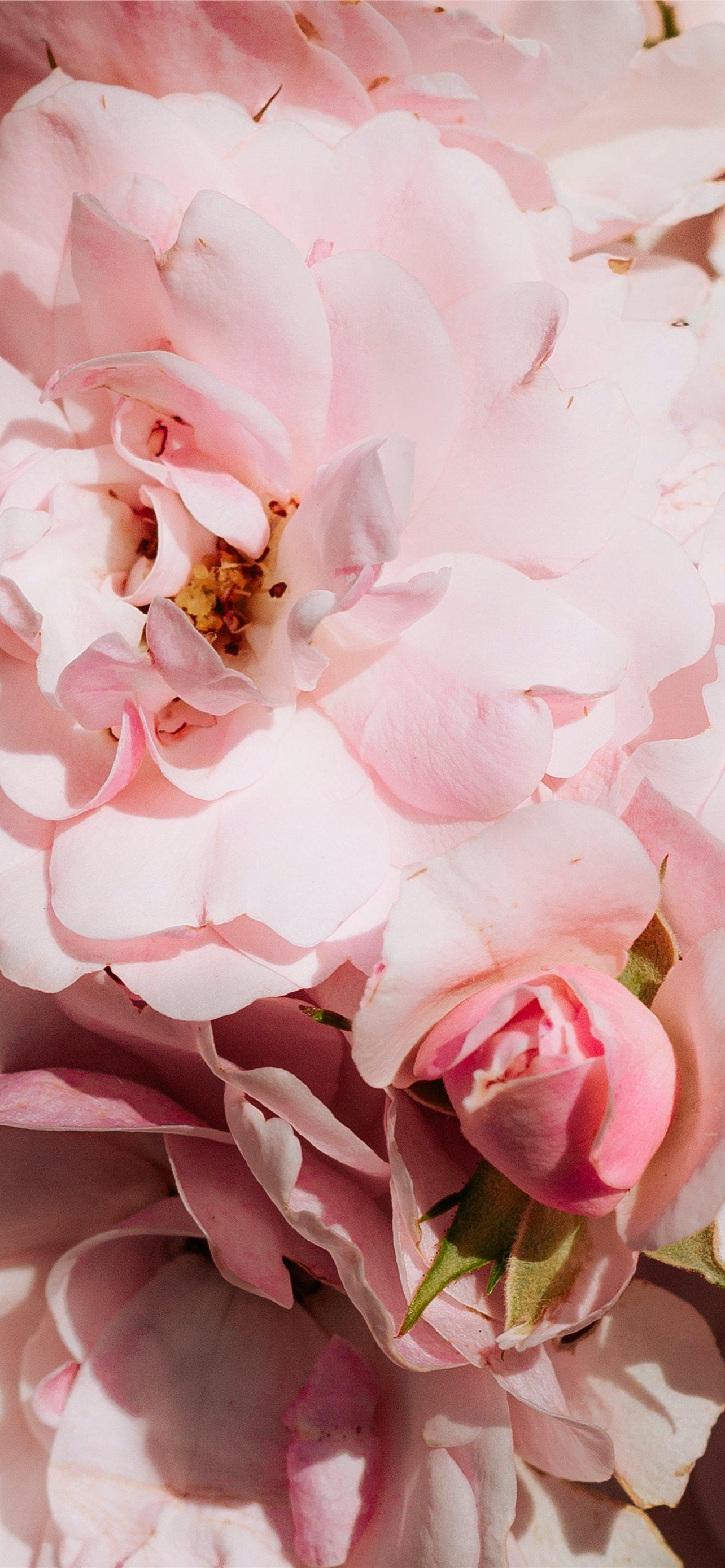 1284x2778 pink roses in bloom close up photo iPhone Wallpaper Free Download