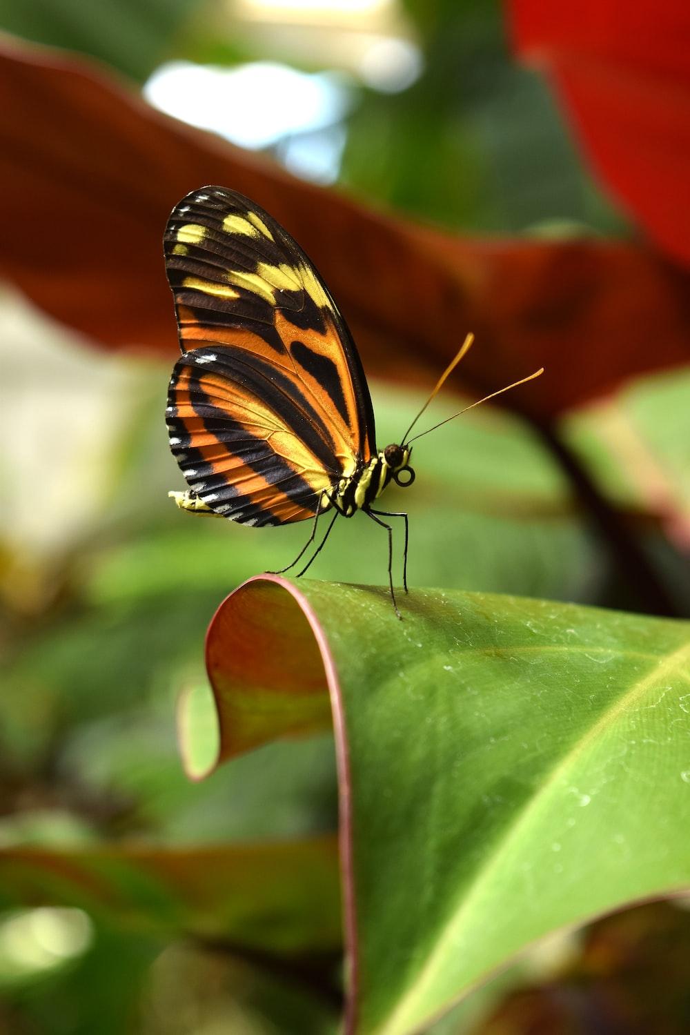 1000x1500 Beautiful Butterfly Picture. Download Free Image