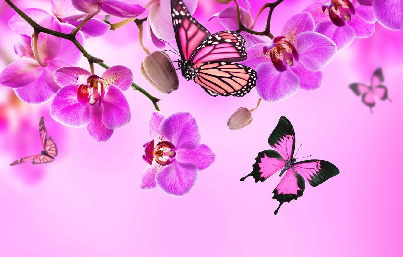 1332x850 Wallpaper butterfly, flowers, Orchid, pink, blossom, flowers, beautiful, orchid, butterflies image for desktop, section цветы