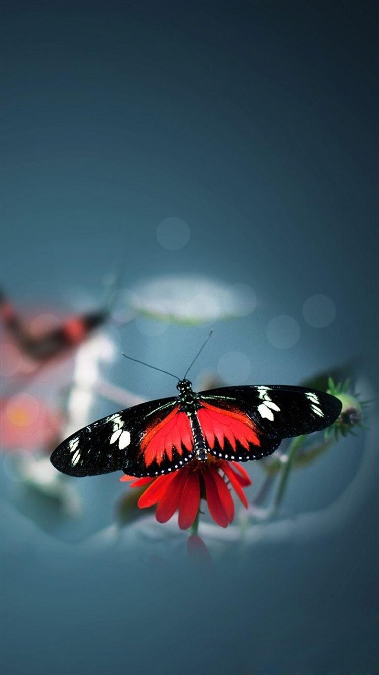 750x1334 Nature Beautiful Butterfly Animal Flower Water Blur iPhone 8 Wallpaper Free Download