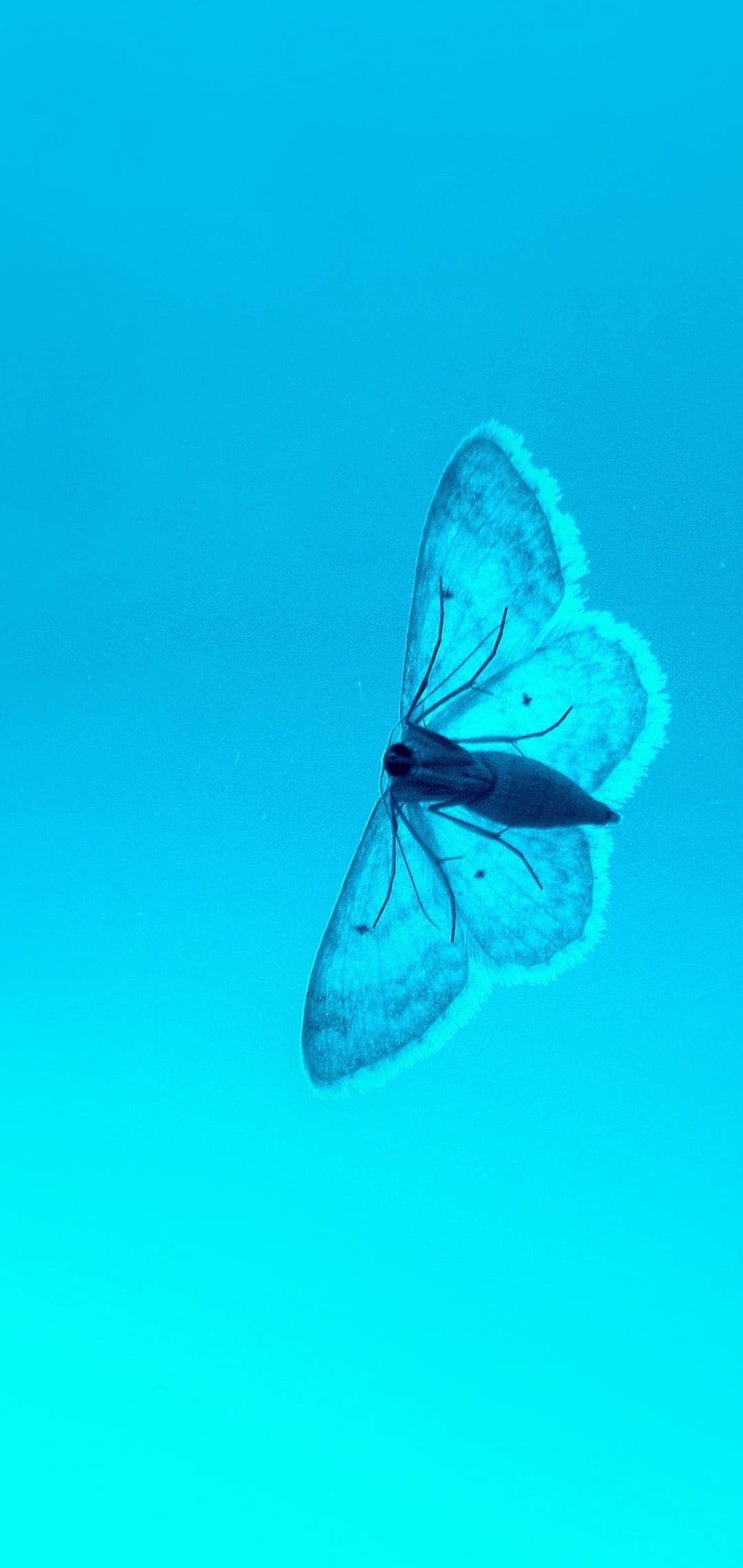 1080x2280 Butterfly Wallpaper Butterfly Background Download