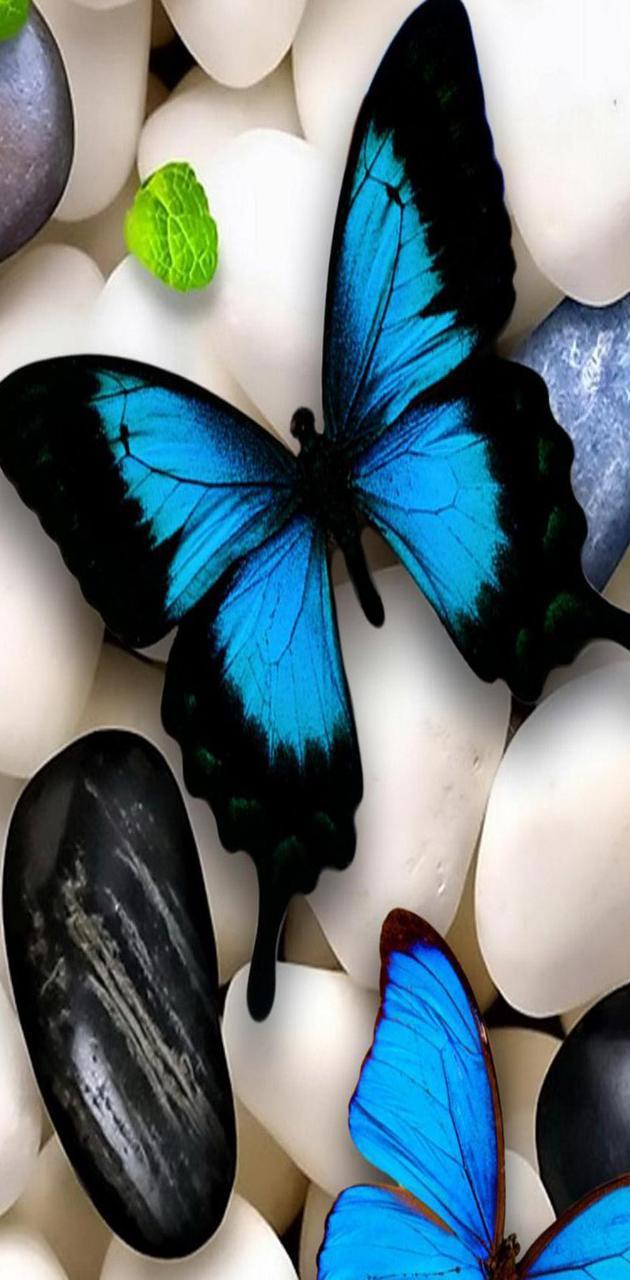 Beautiful Butterflies Wallpapers - Top Free Beautiful Butterflies ...