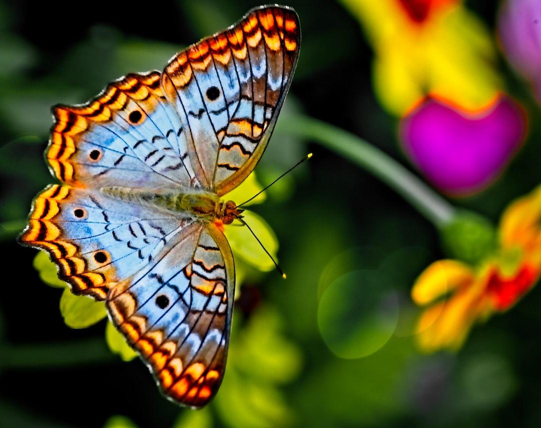 1080x855 Butterfly Wallpaper: Free HD Download [HQ]