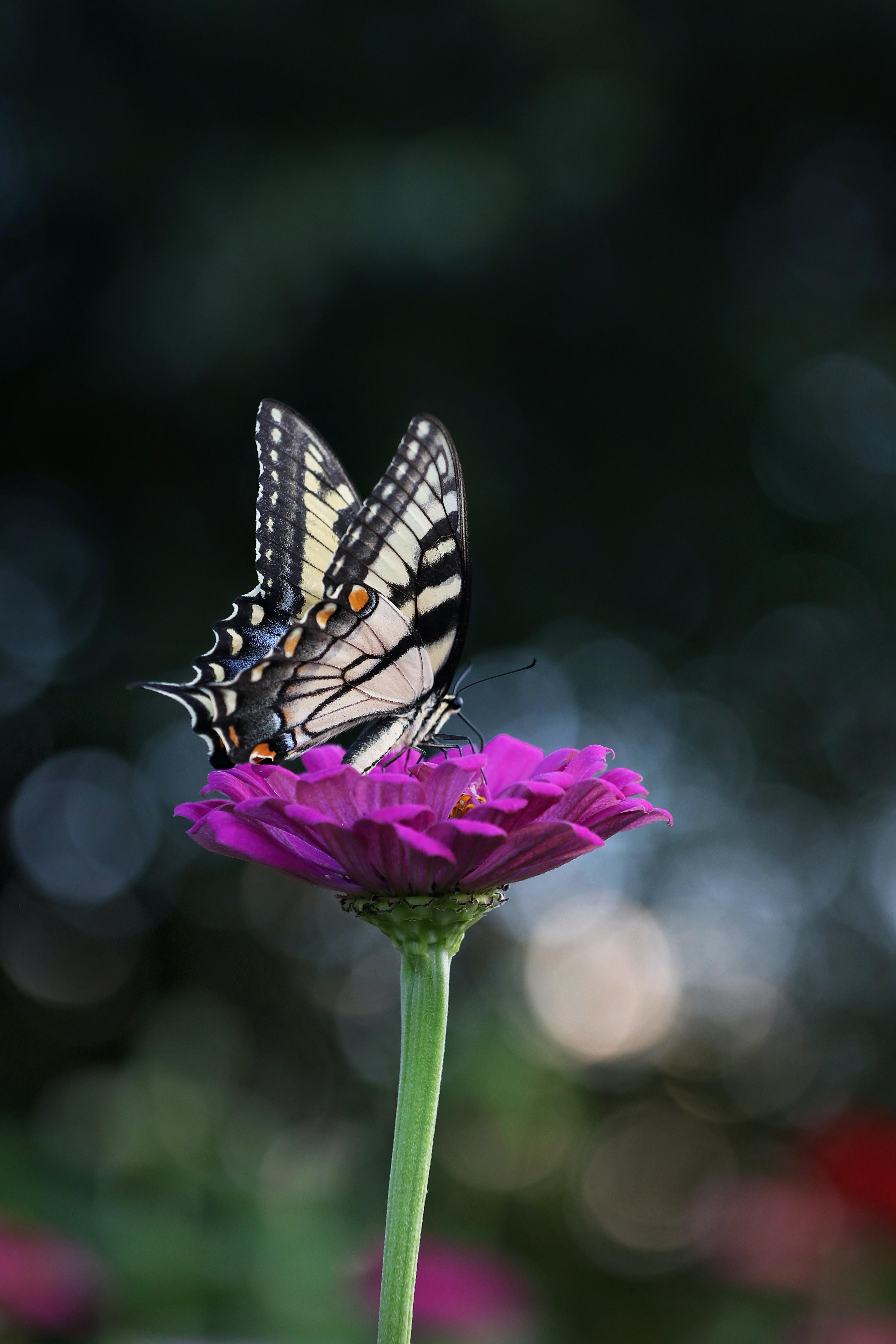 3648x5472 Butterfly Wallpaper Photo, Download Free Butterfly Wallpaper & HD Image