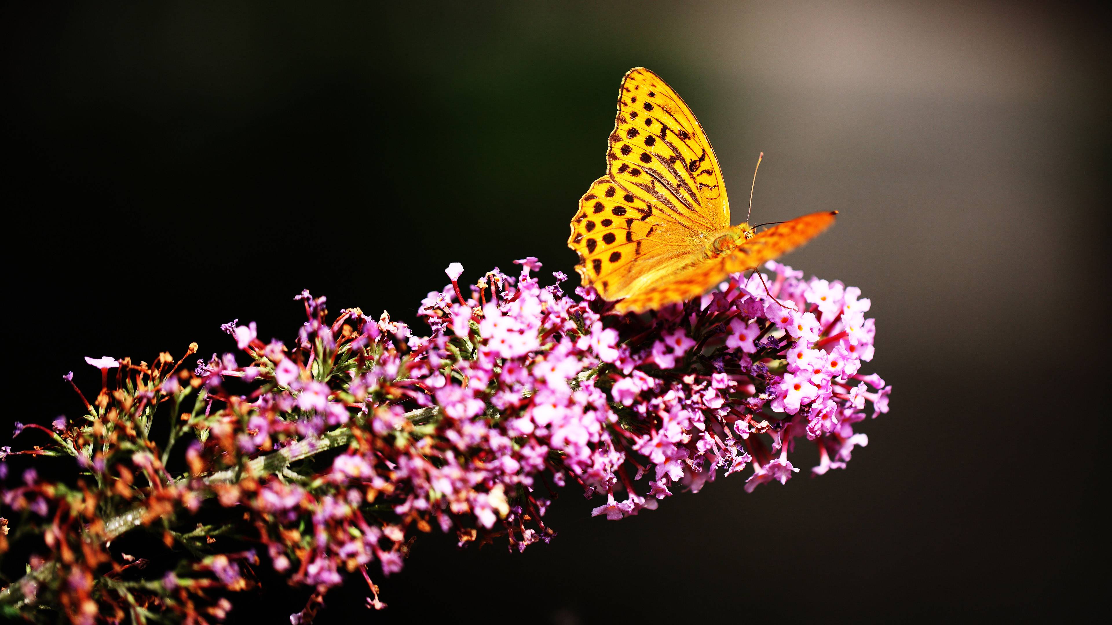 3840x2160 Beautiful Butterfly 4k, HD Animals, 4k Wallpaper, Image, Background, Photo and Picture