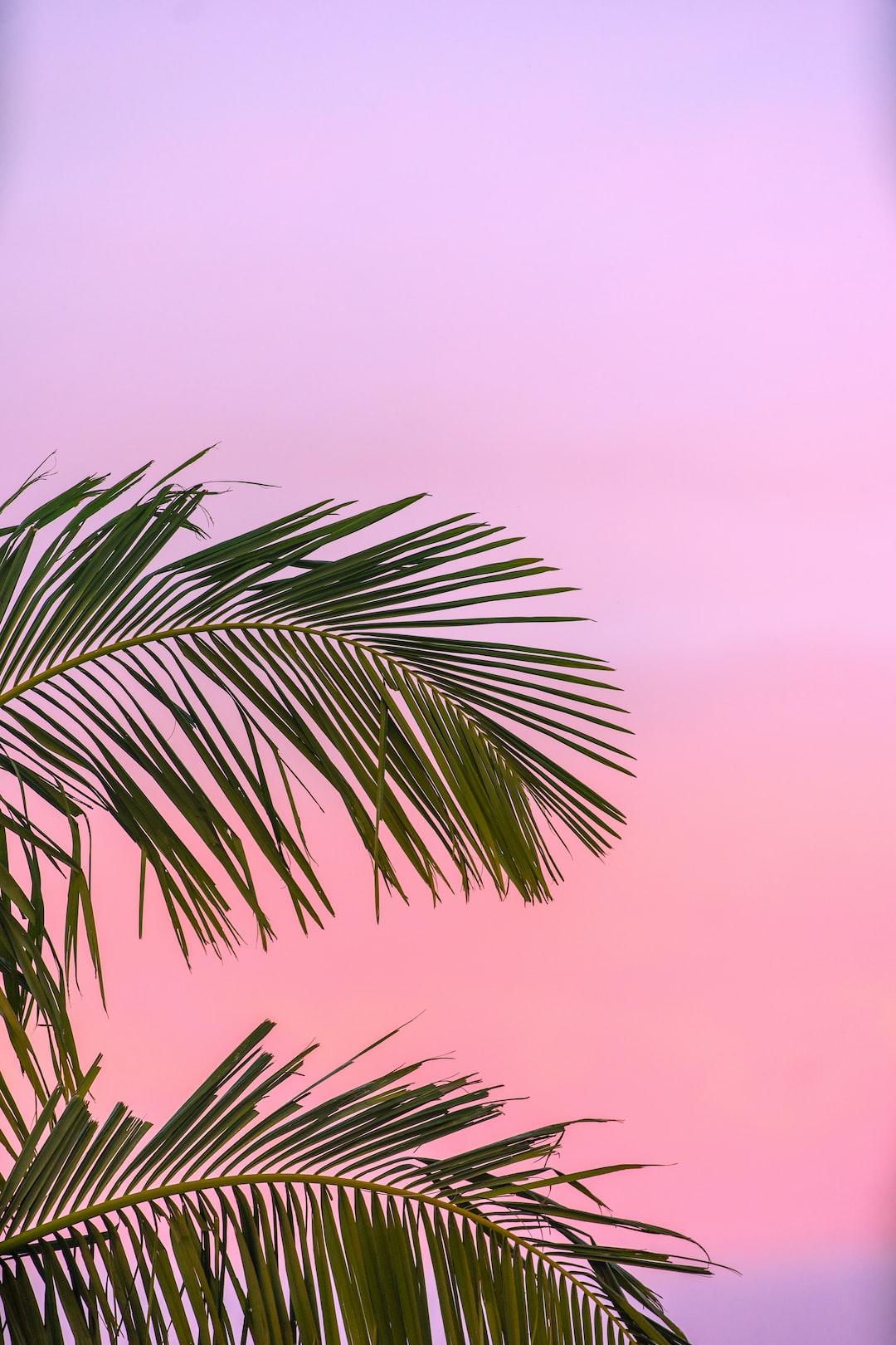 1080x1620 Summer Wallpaper: Free HD Download [HQ]