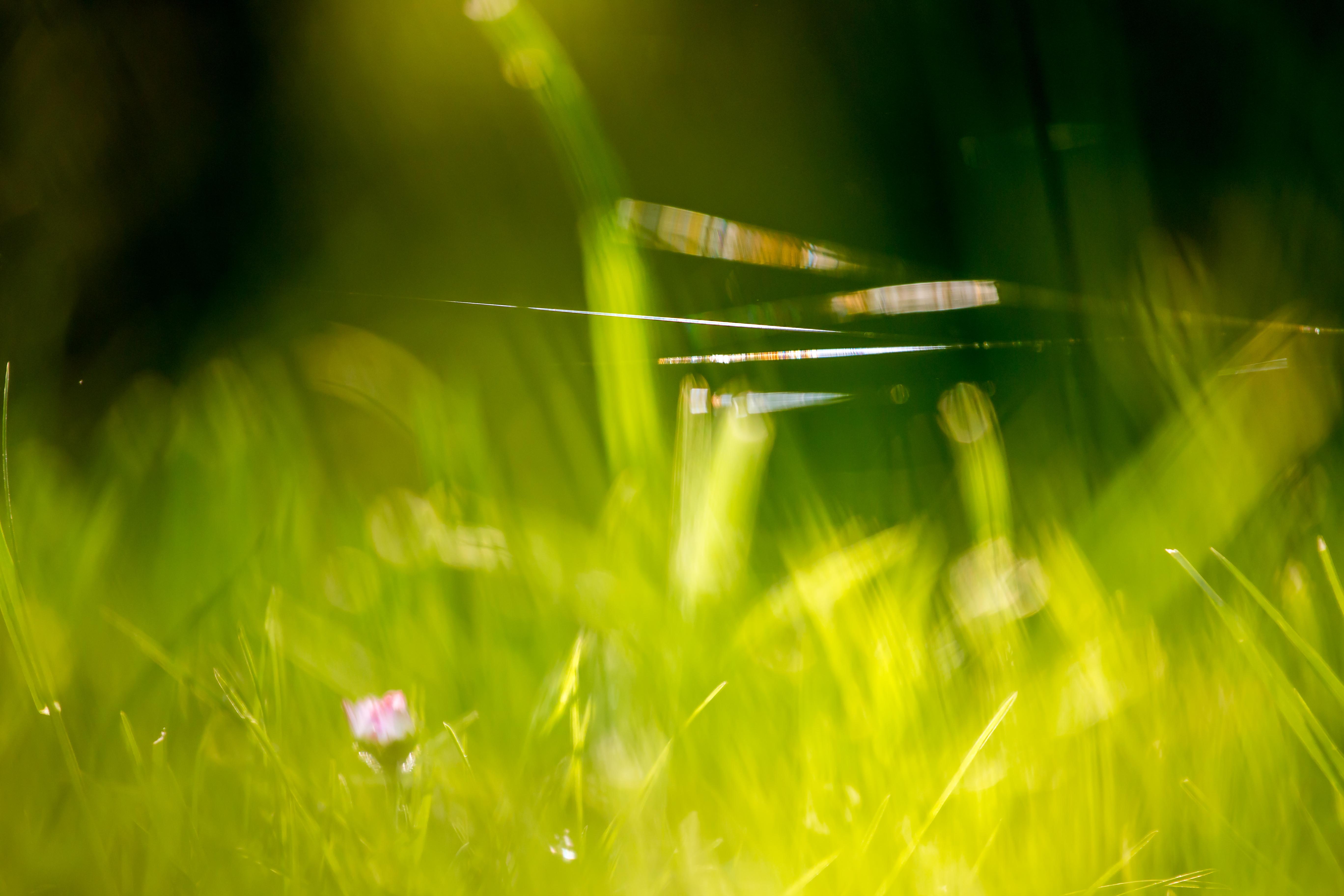 5472x3648 Beautiful Green Grass Field HD Wallpaper