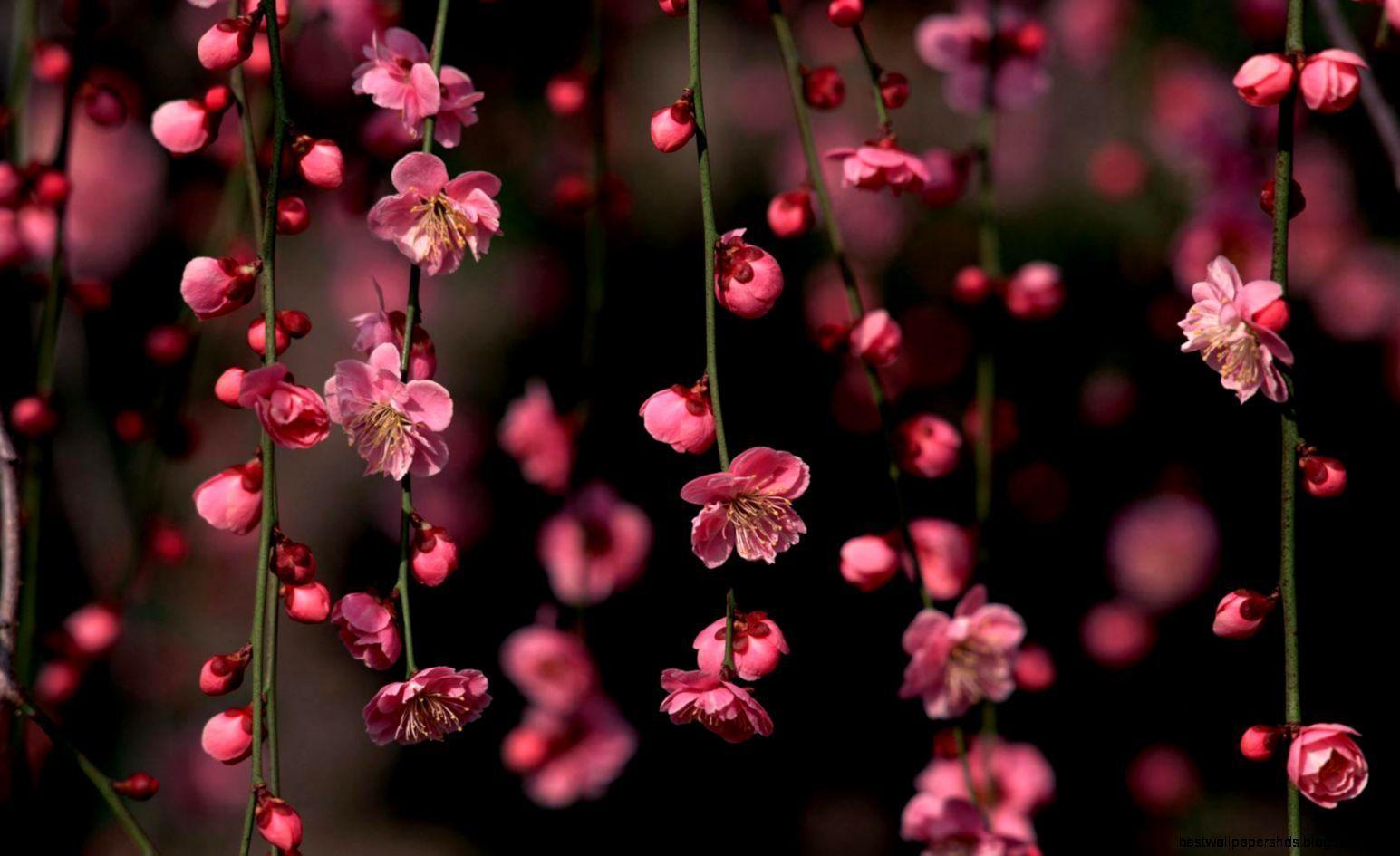 1545x945 Free Beautiful Full Screen Wallpaper, Beautiful Full Screen Wallpaper Download