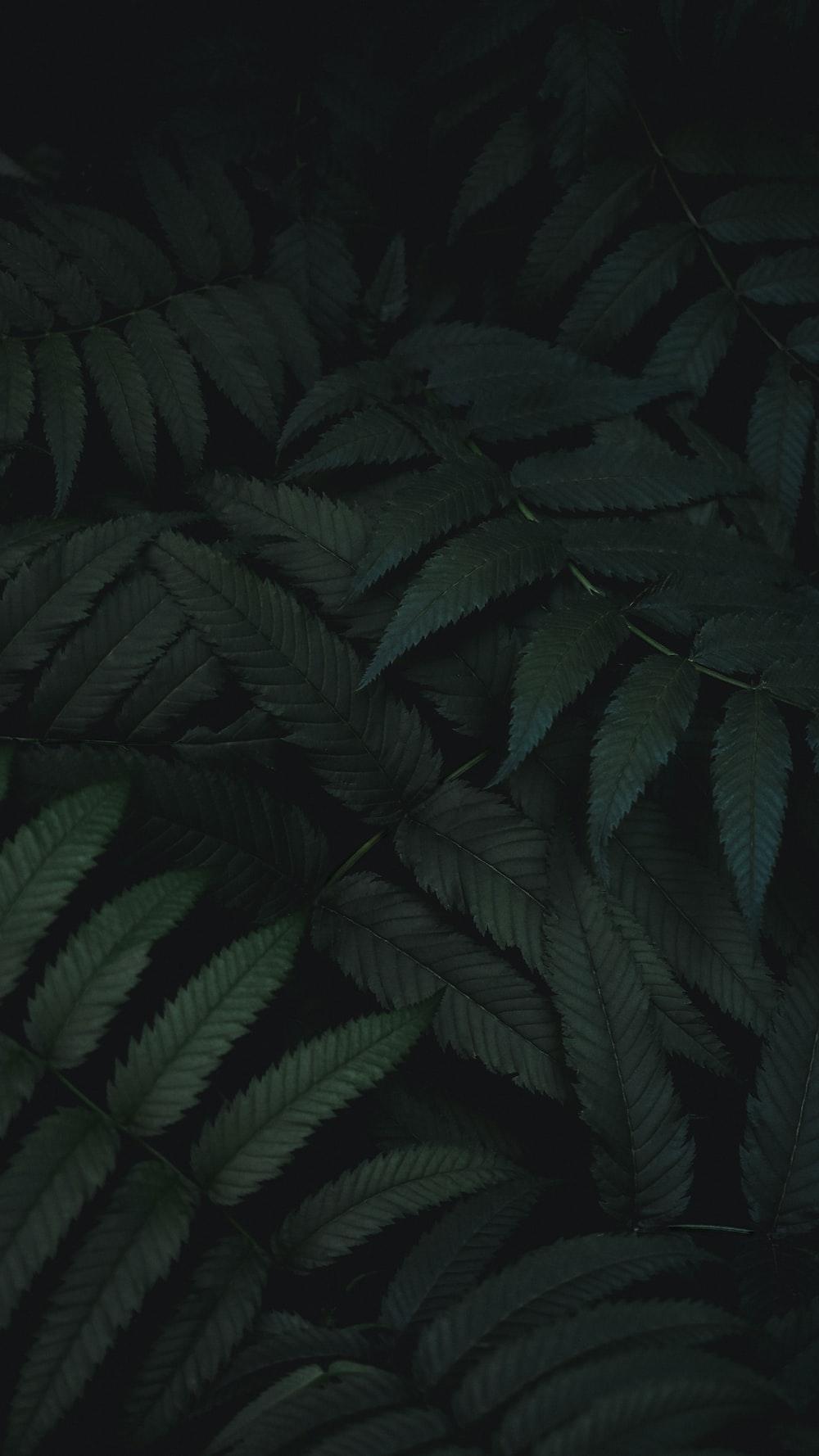 1000x1778 Dark Green Picture. Download Free Image