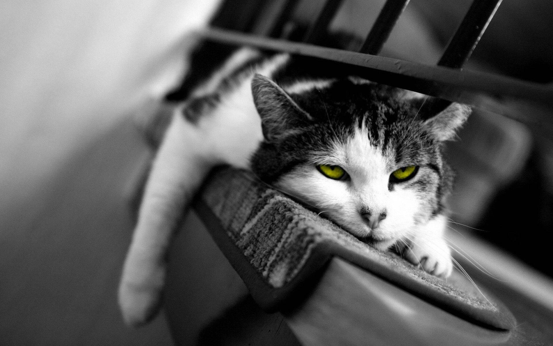 1920x1200 Download Black And White Wallpaper