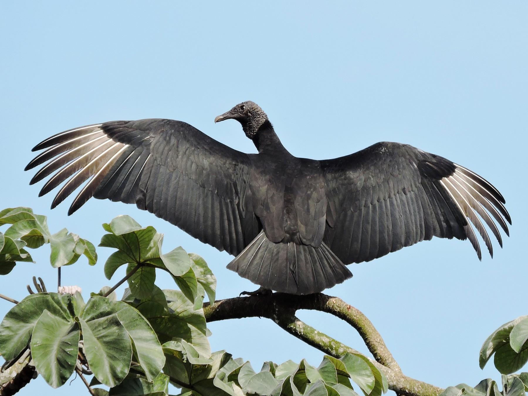1800x1350 Black Vulture