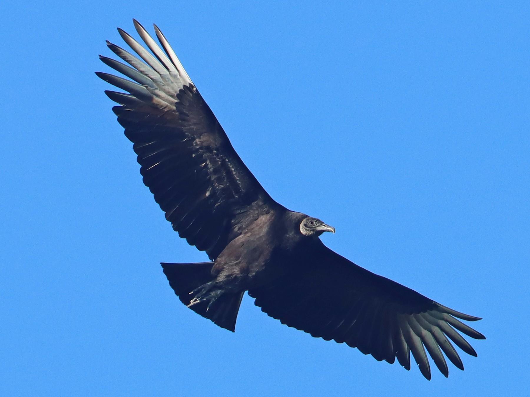 1800x1350 Black Vulture