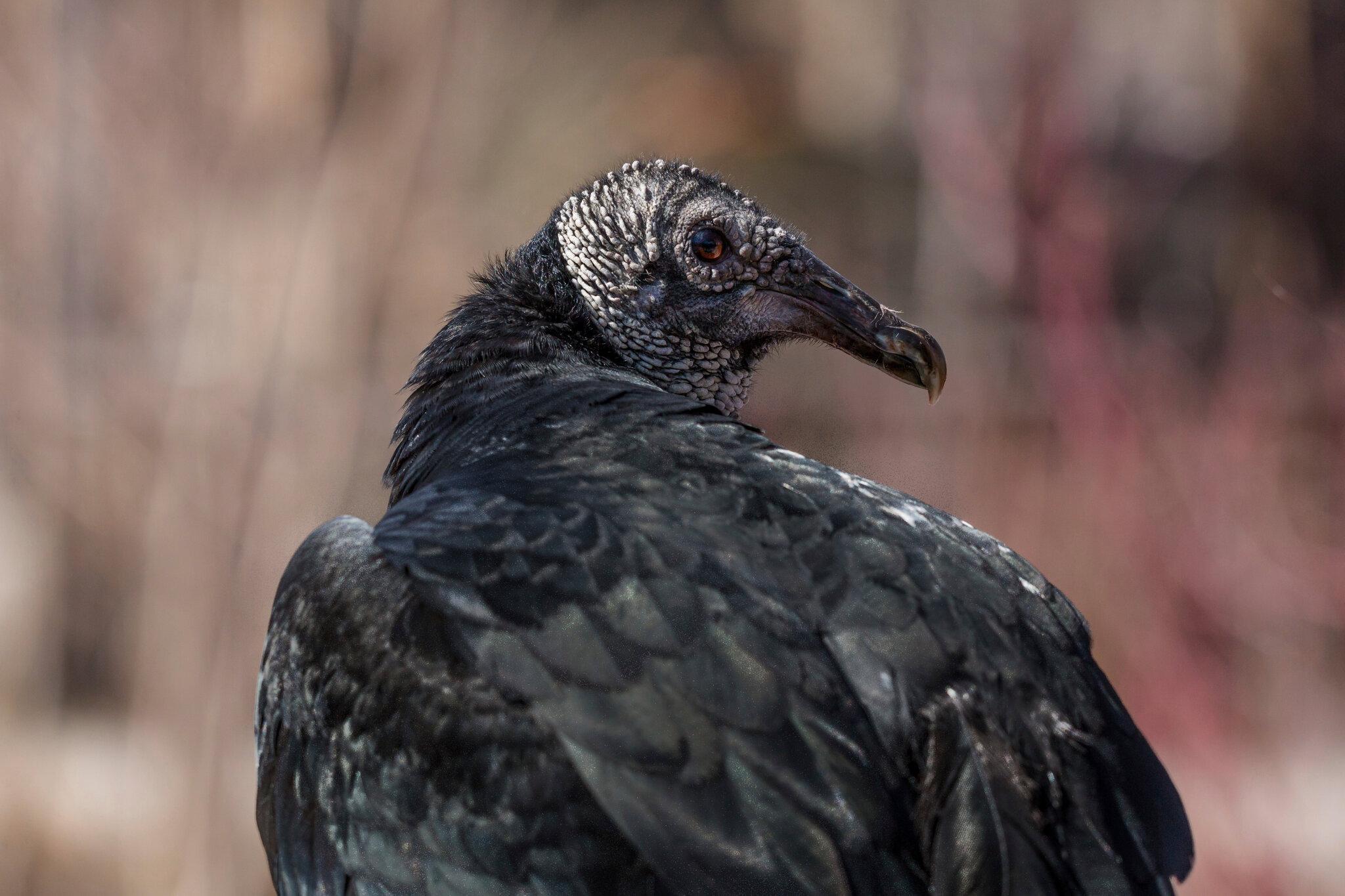 2048x1365 Black Vulture Attacks on Animals May Be Increasing