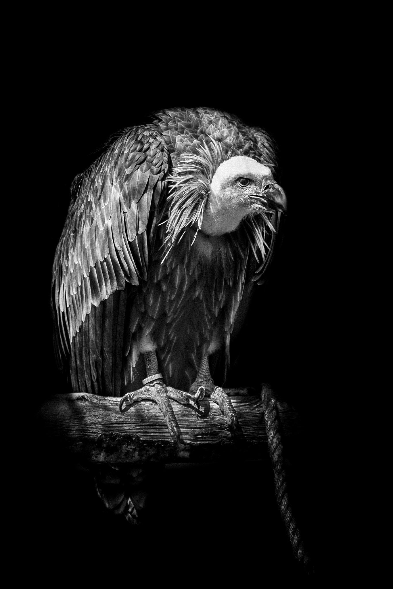 1367x2048 Vulture Black And White Wallpaper