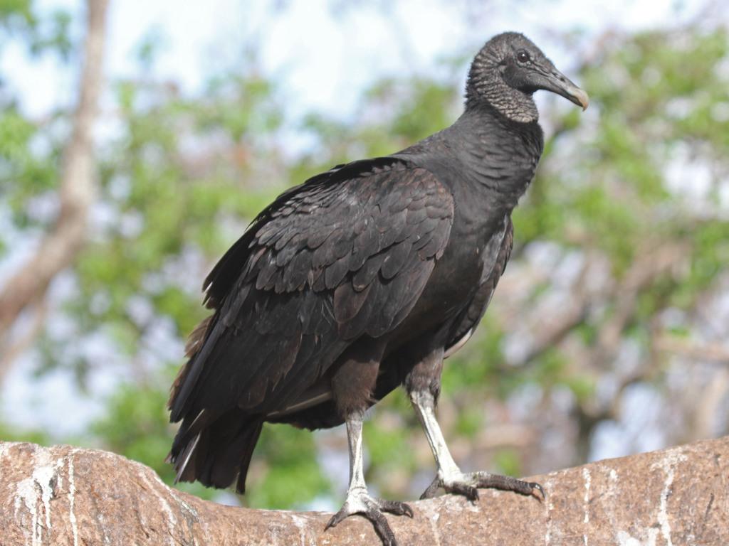 1024x768 Black Vulture (Crum Woods Biodiversity Guide) · iNaturalist