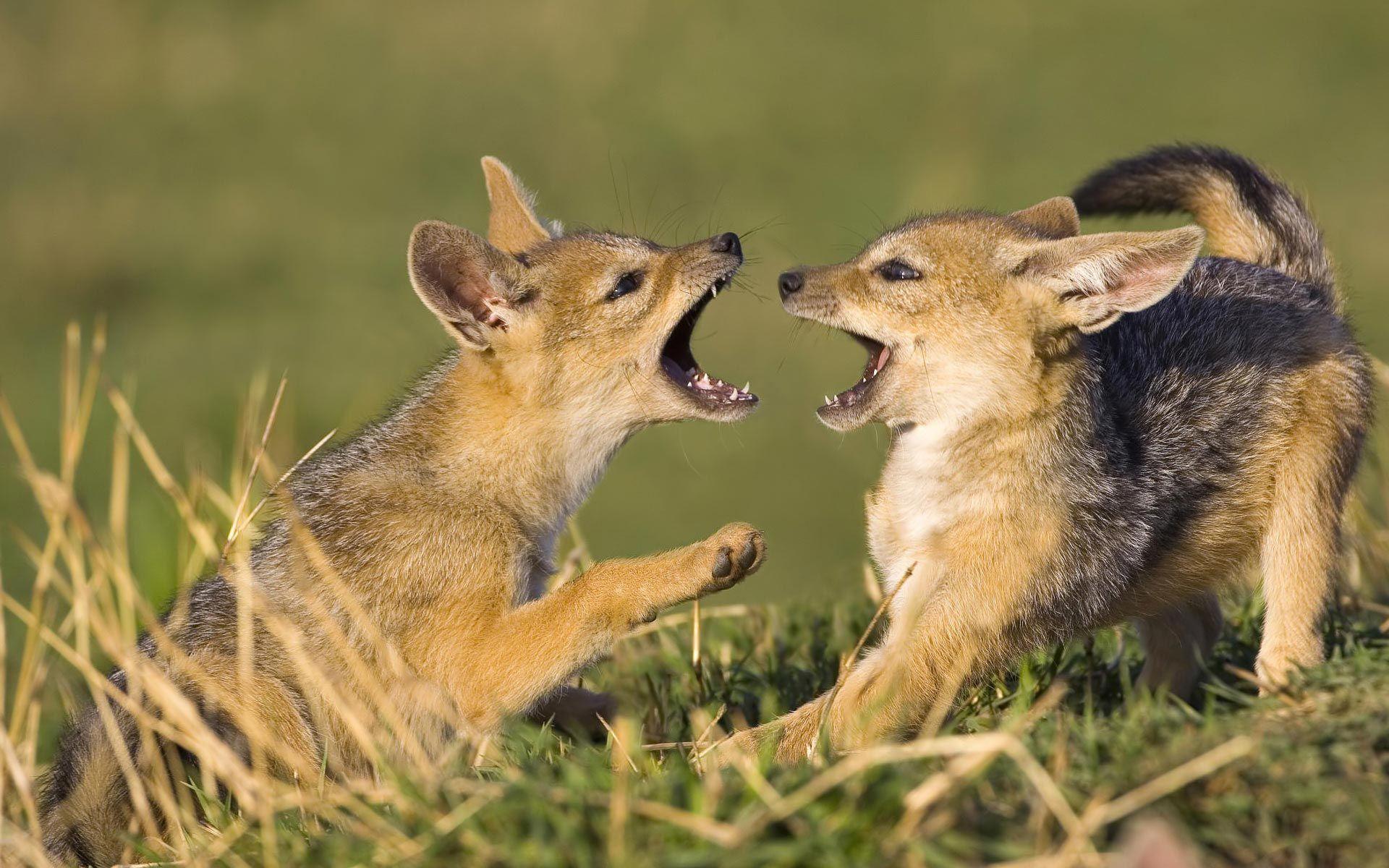 1920x1200 Animals Wallpaper: Awesomw Animals. Black backed jackal, Animals, Wolf photo