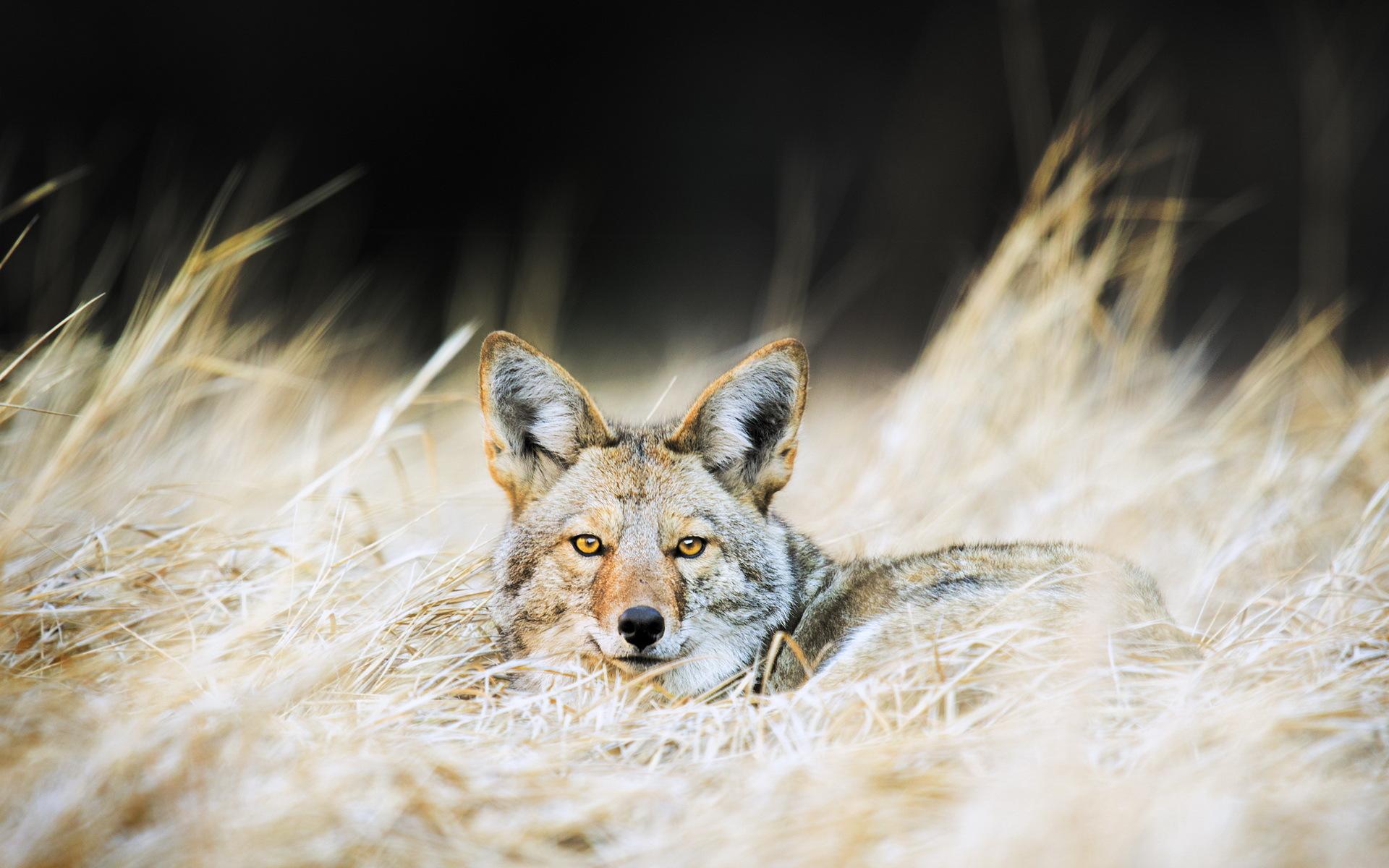 1920x1200 Jackal HD Wallpaper