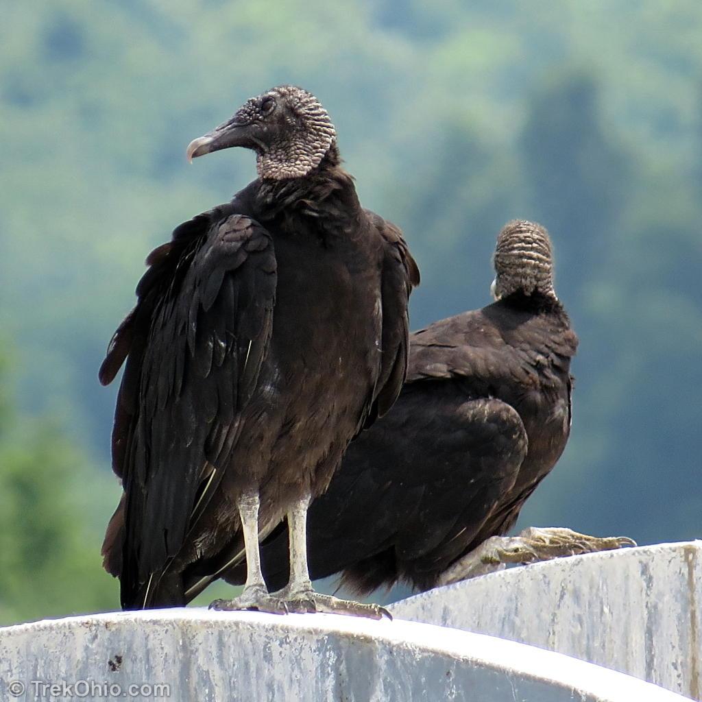 1024x1024 Turkey Vultures and Black Vultures