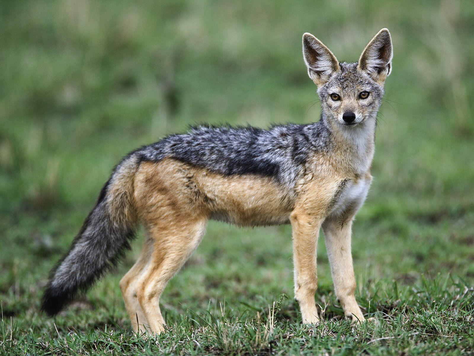 1600x1200 Black backed jackal wallpaper. Black backed jackal