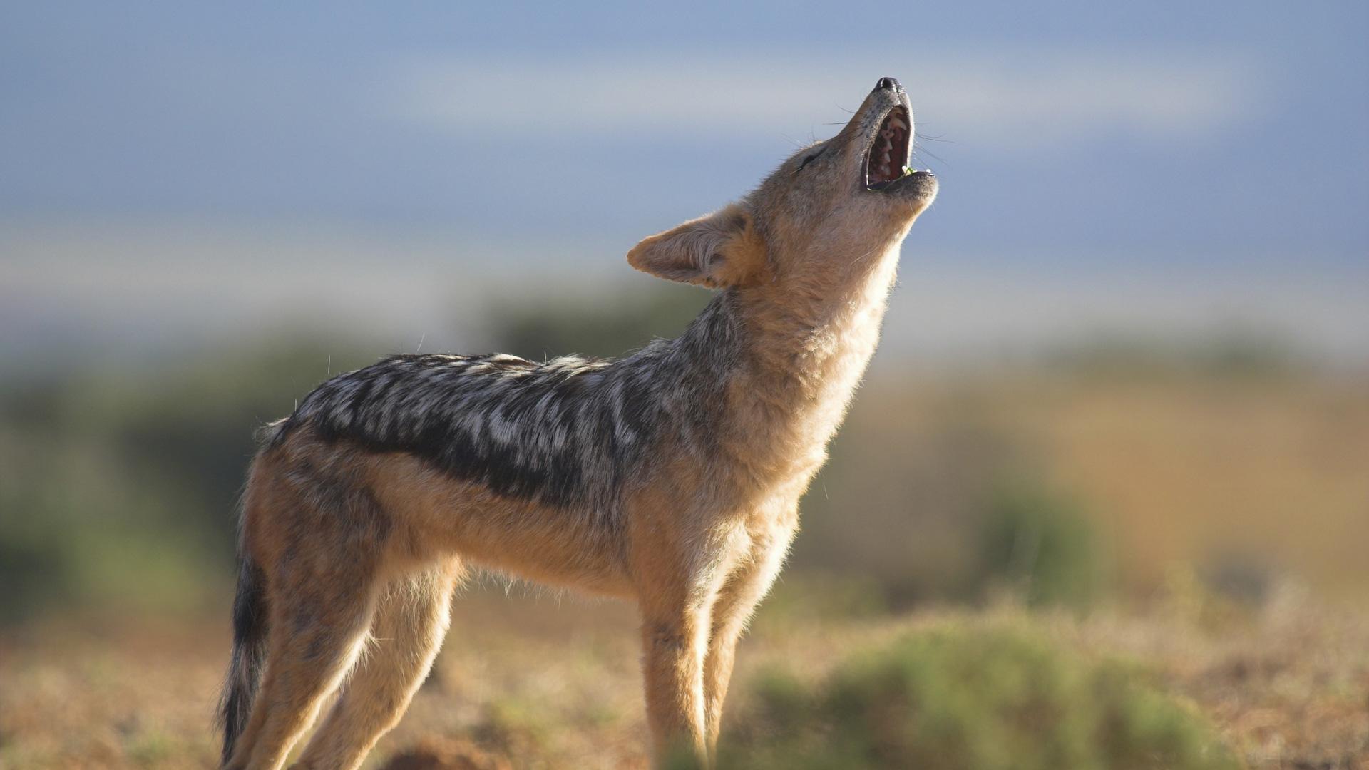 1920x1080 Jackals of the African Crater. About
