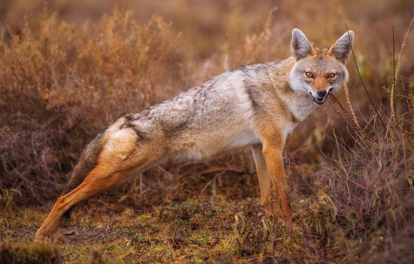 1332x850 Wallpaper grass, the bushes, coyote, Jackal, meadow wolf, cleans teeth image for desktop, section животные