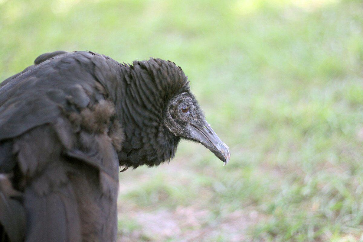 1200x801 Black vultures starting to worry ranchers