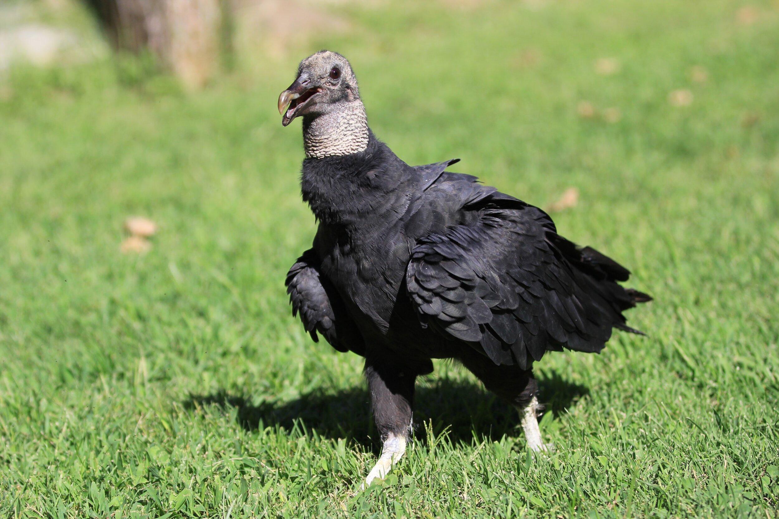 Black Vulture Wallpapers - Top Free Black Vulture Backgrounds ...