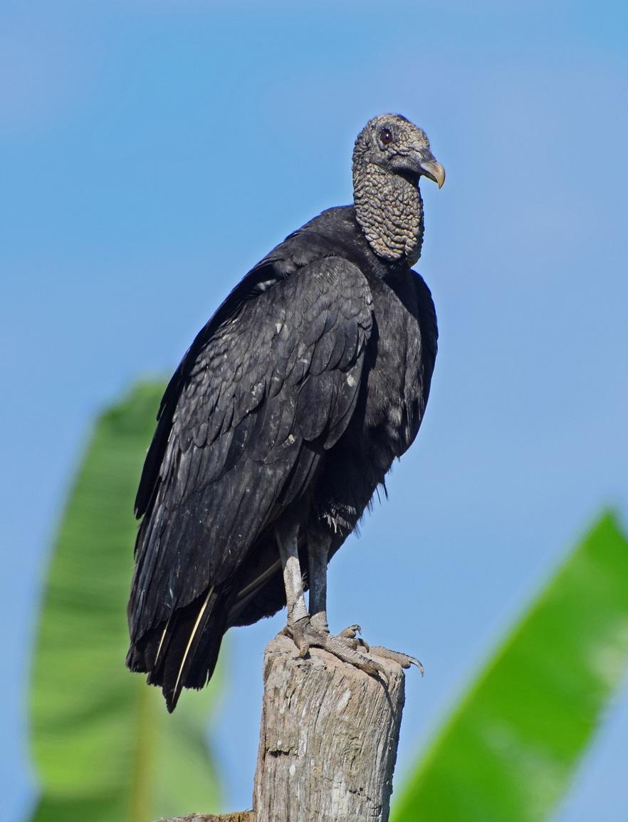 882x1153 Black Vulture