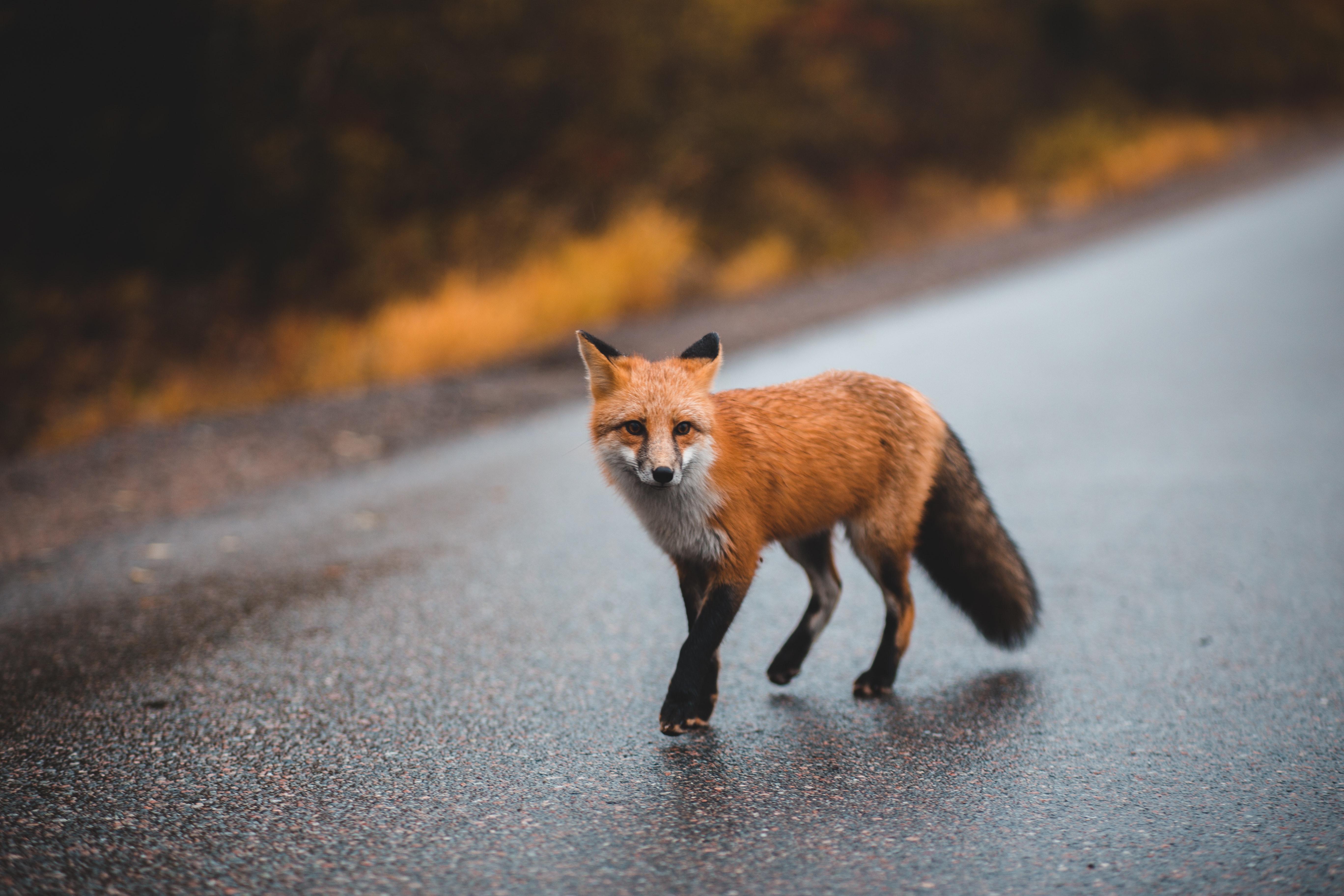 5472x3648 Jackal Photo, Download Free Jackal & HD Image