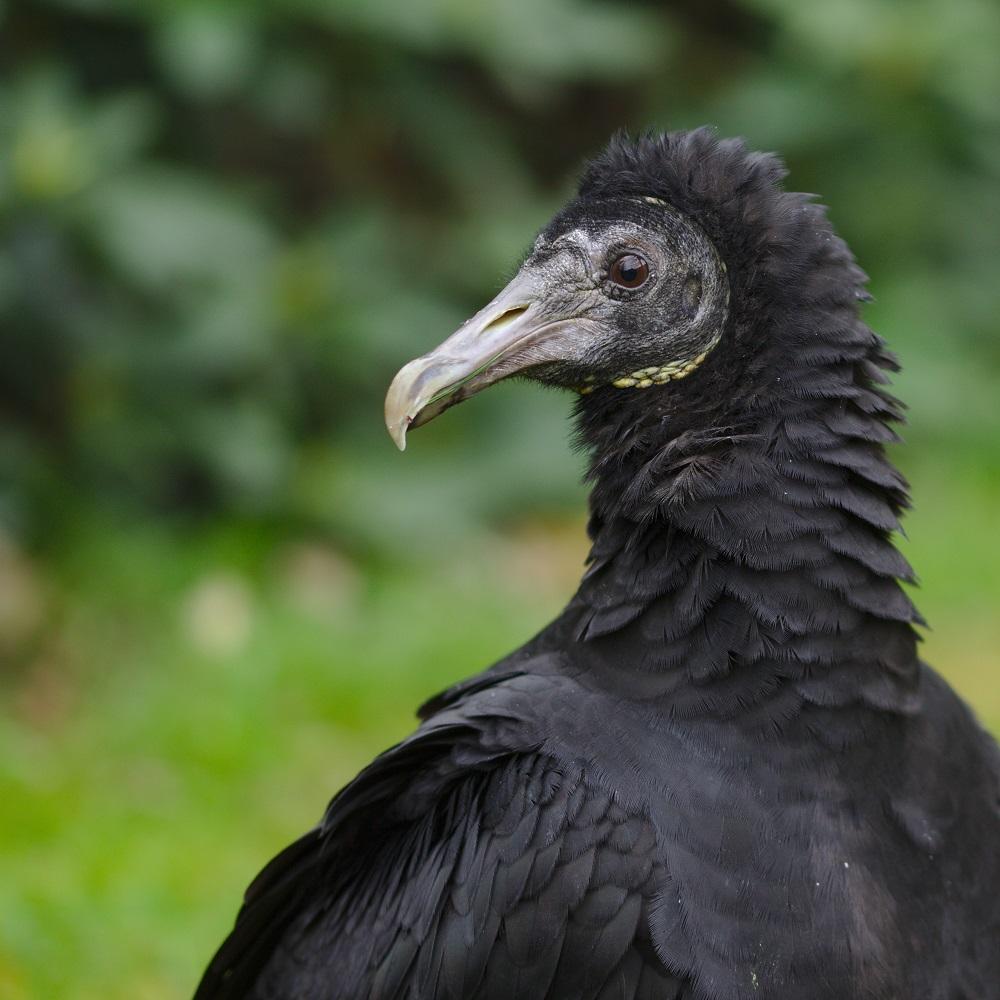 Black Vulture Wallpapers - Top Free Black Vulture Backgrounds ...