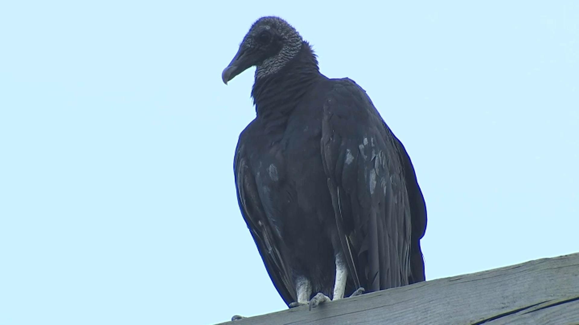 1920x1080 Staten Island Residents Worry That Invading Black Vultures May Prey on Their Pets
