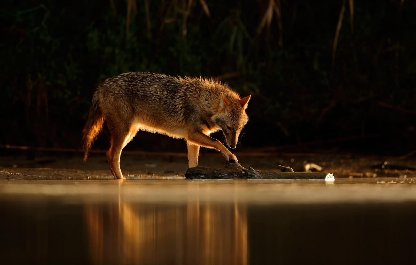 1332x850 Wallpaper water, reflection, Jackal image for desktop, section собаки