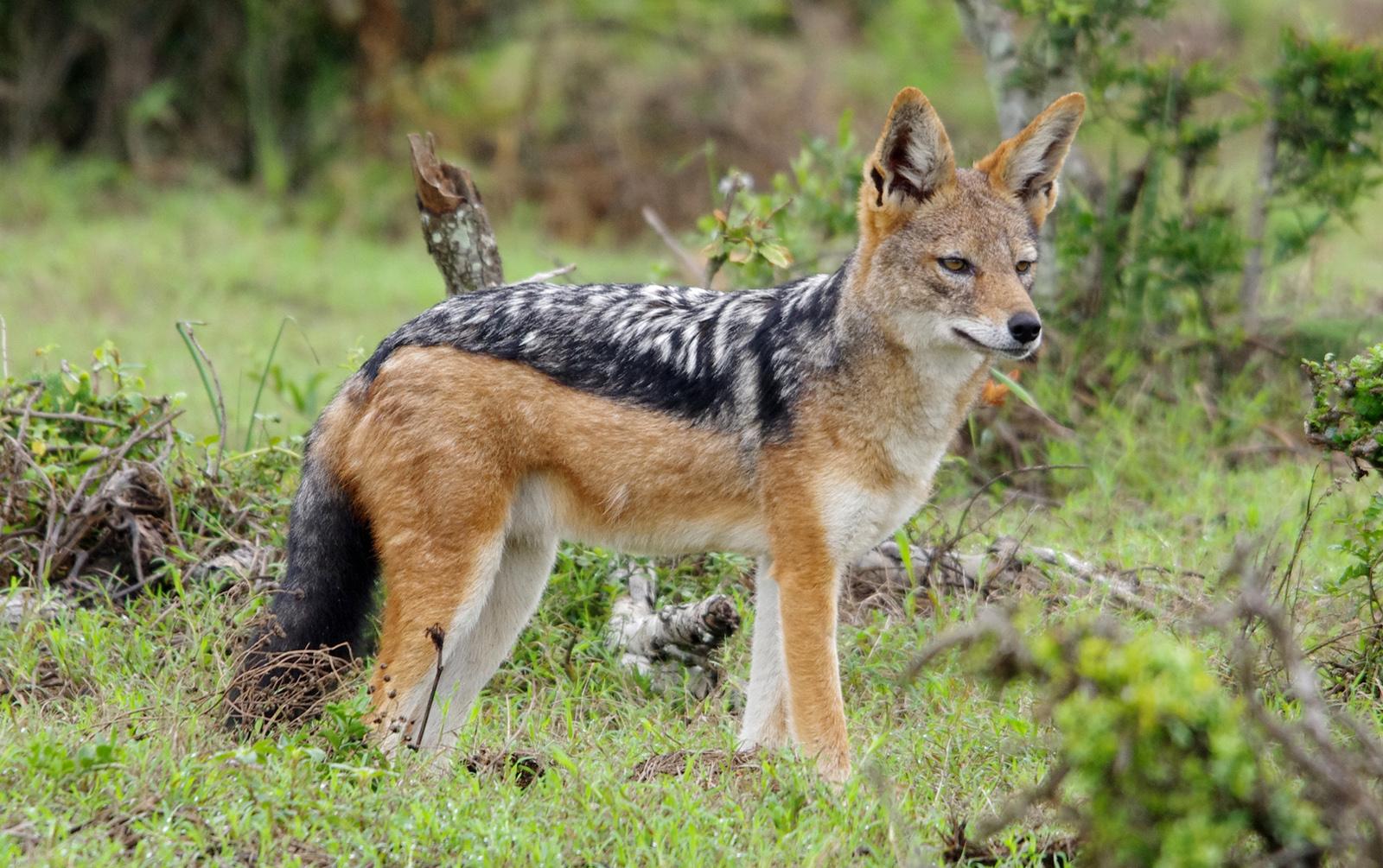 1600x1005 Black Backed Jackal