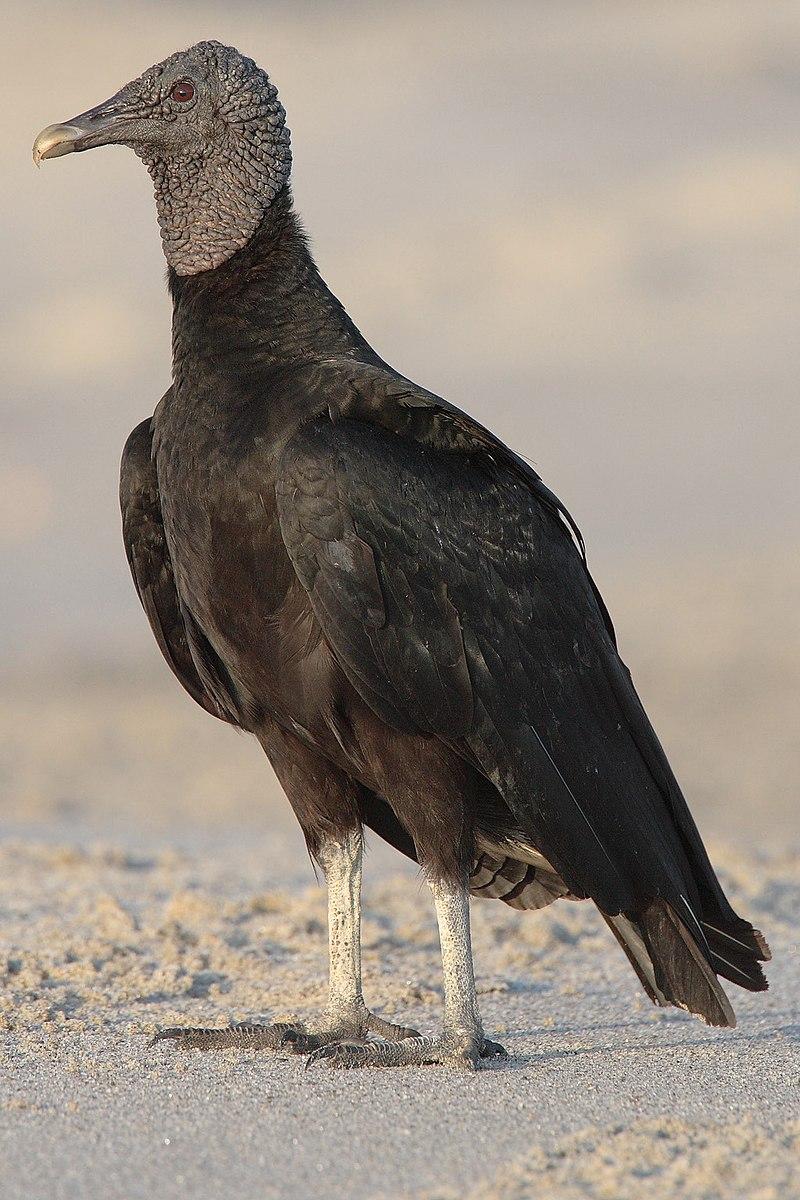 800x1200 Vulture