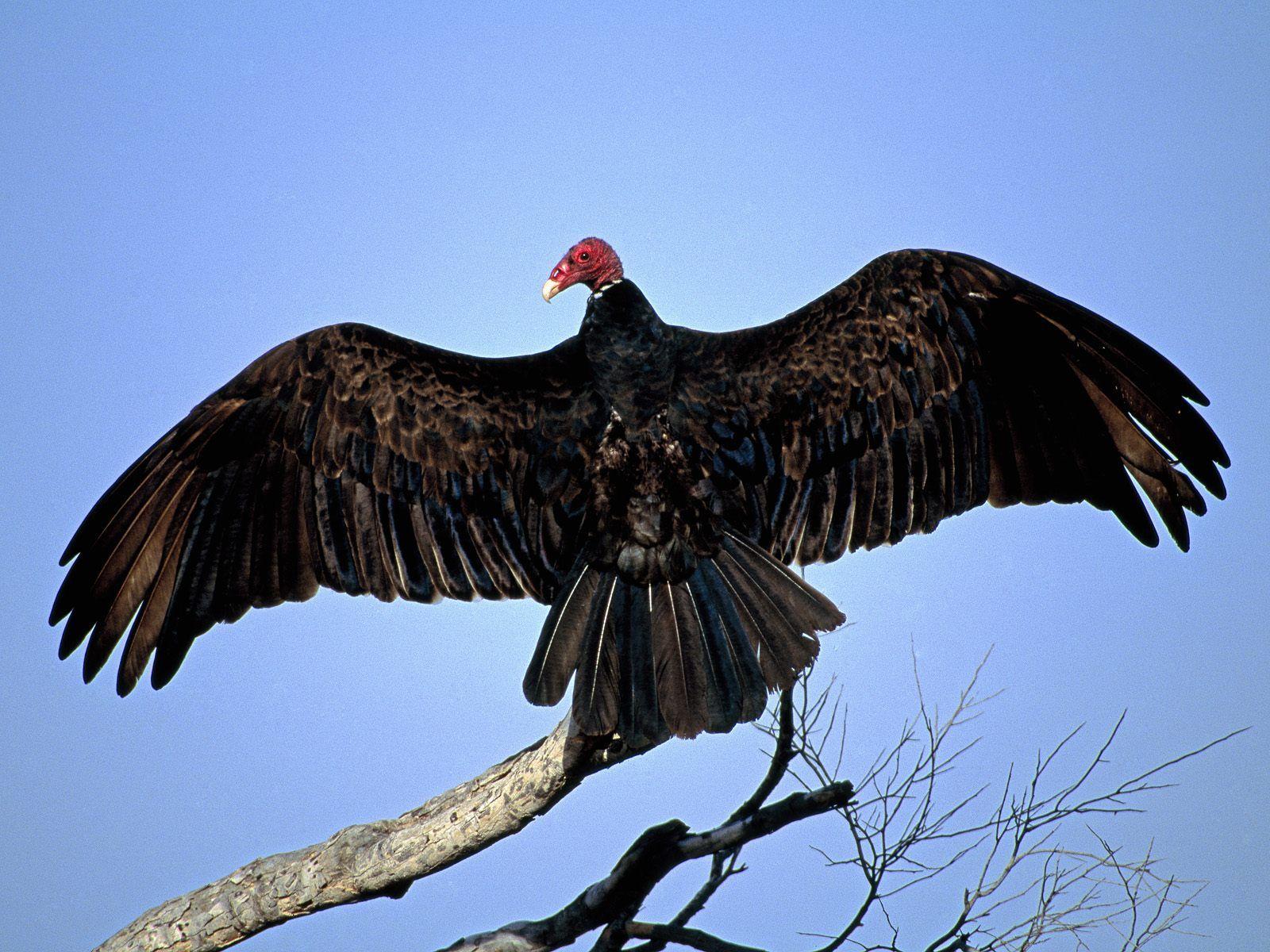 1600x1200 Gavilan Hills Blog: Turkey vulture. Vulture image, Vulture, Animal totems