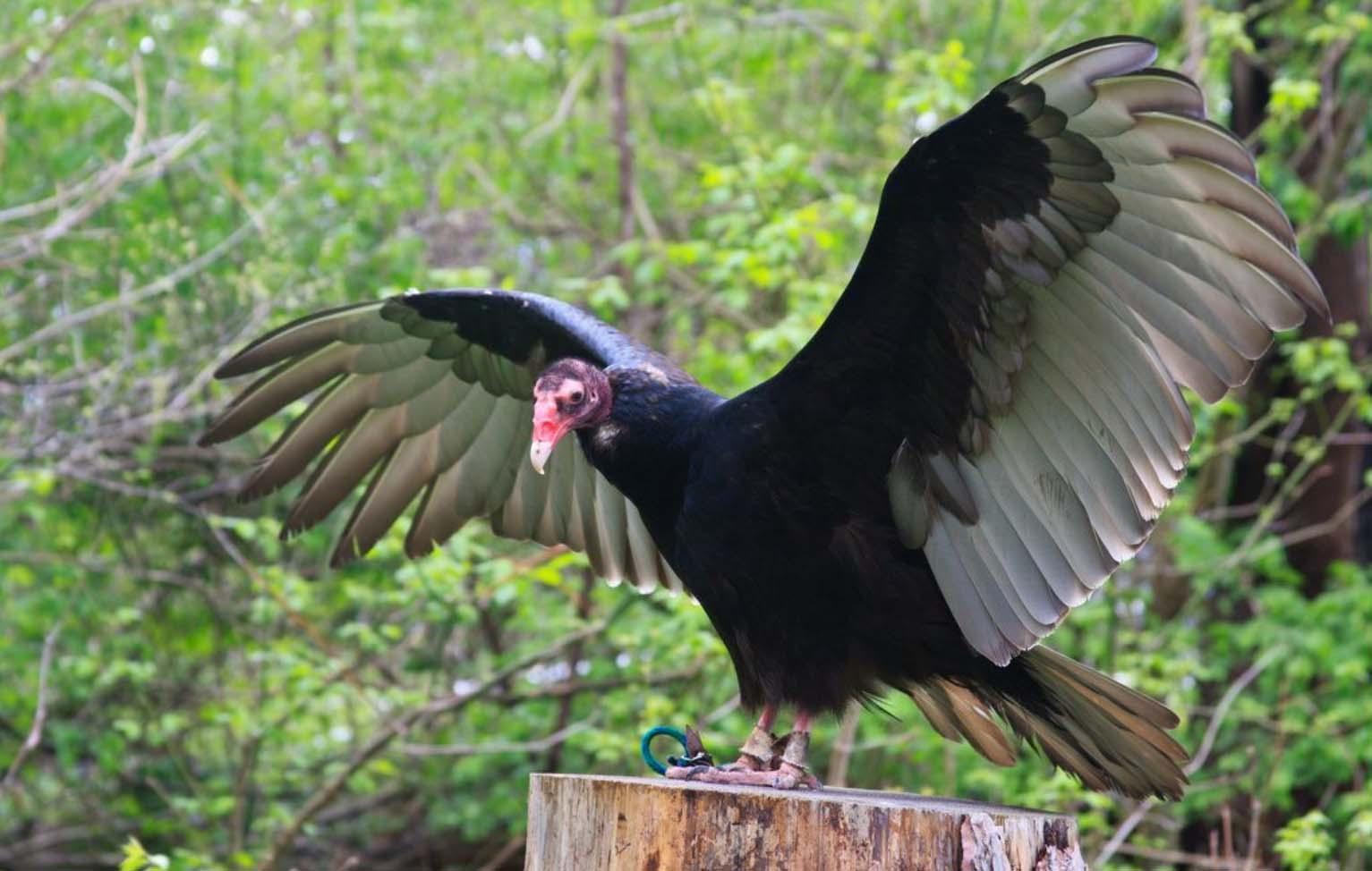 1533x974 Turkey Vultures or Black Vultures? Bill Center of the West