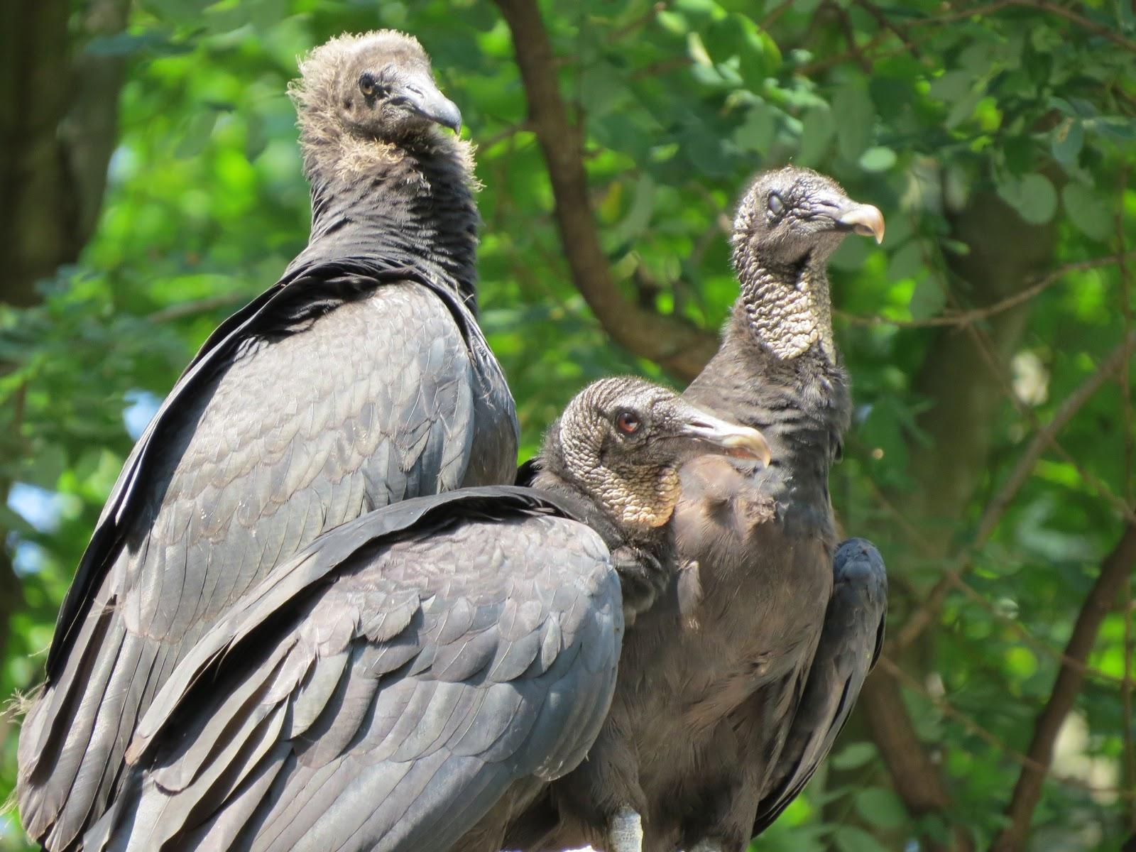 1600x1200 Princeton Nature Notes: Black Vultures Close Up-A Photohoot and Princeton History