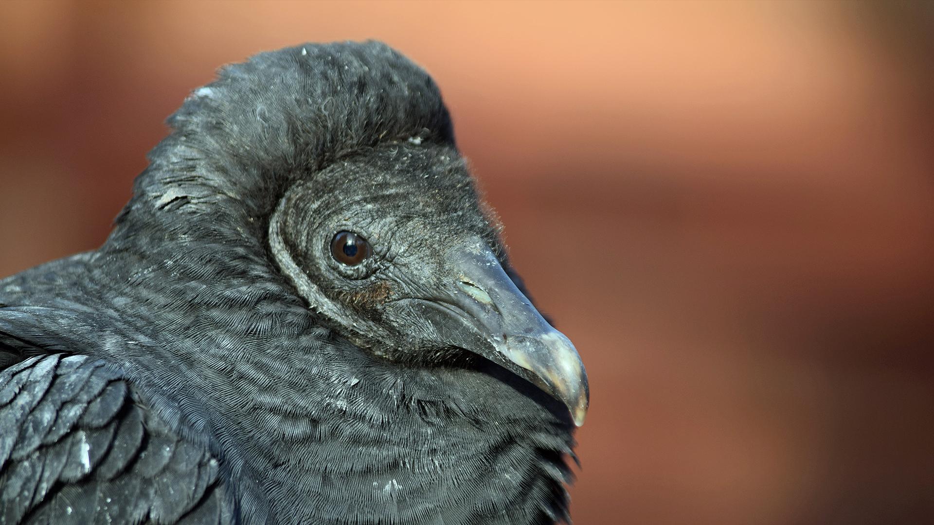 Black Vulture Wallpapers Top Free Black Vulture Backgrounds