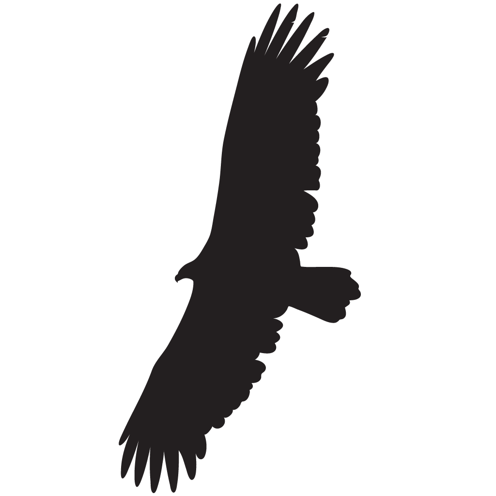 1024x1024 Black Vulture Overview, All About Birds, Cornell Lab of Ornithology