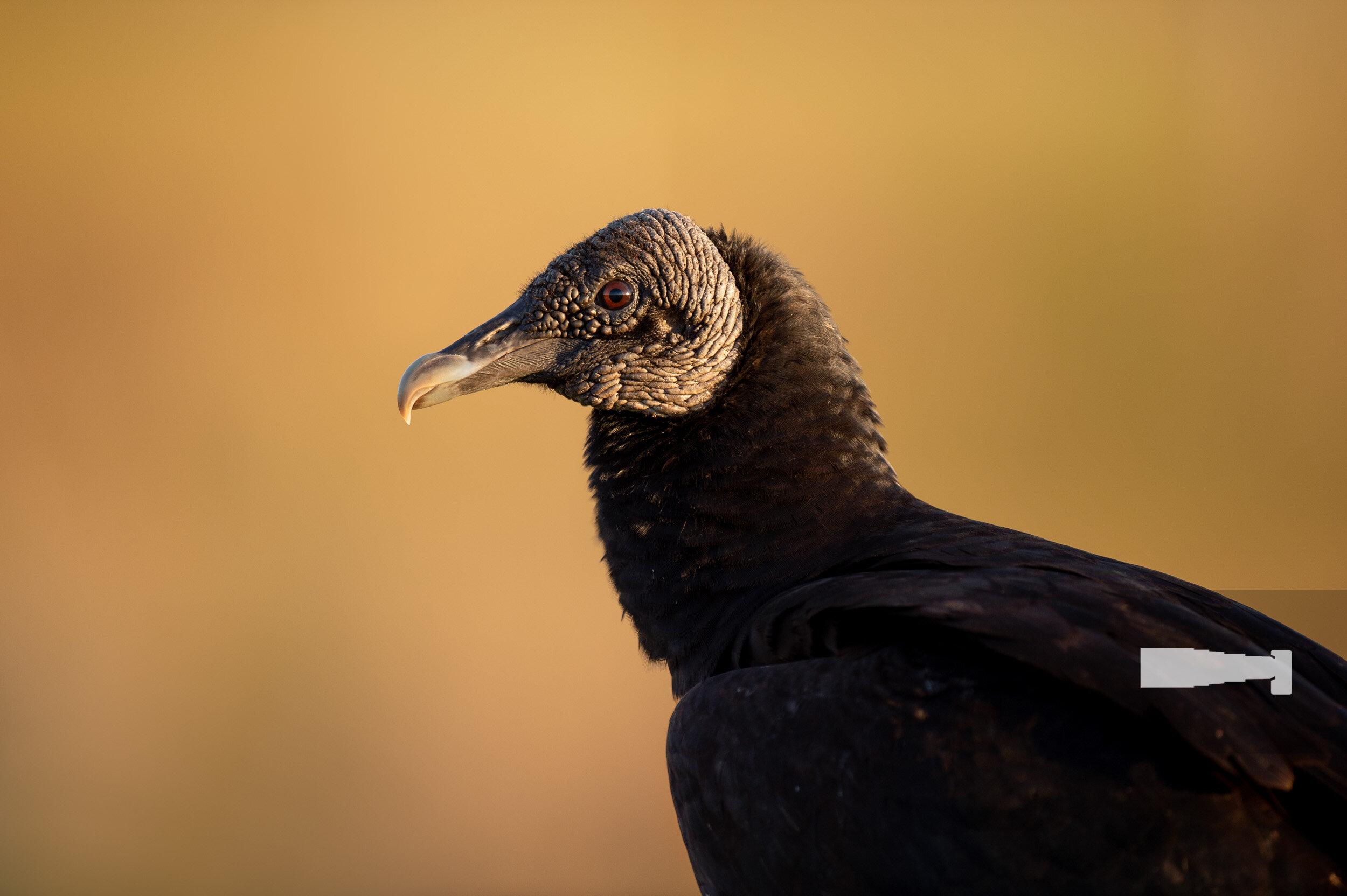 2500x1664 Black Vulture Portrait