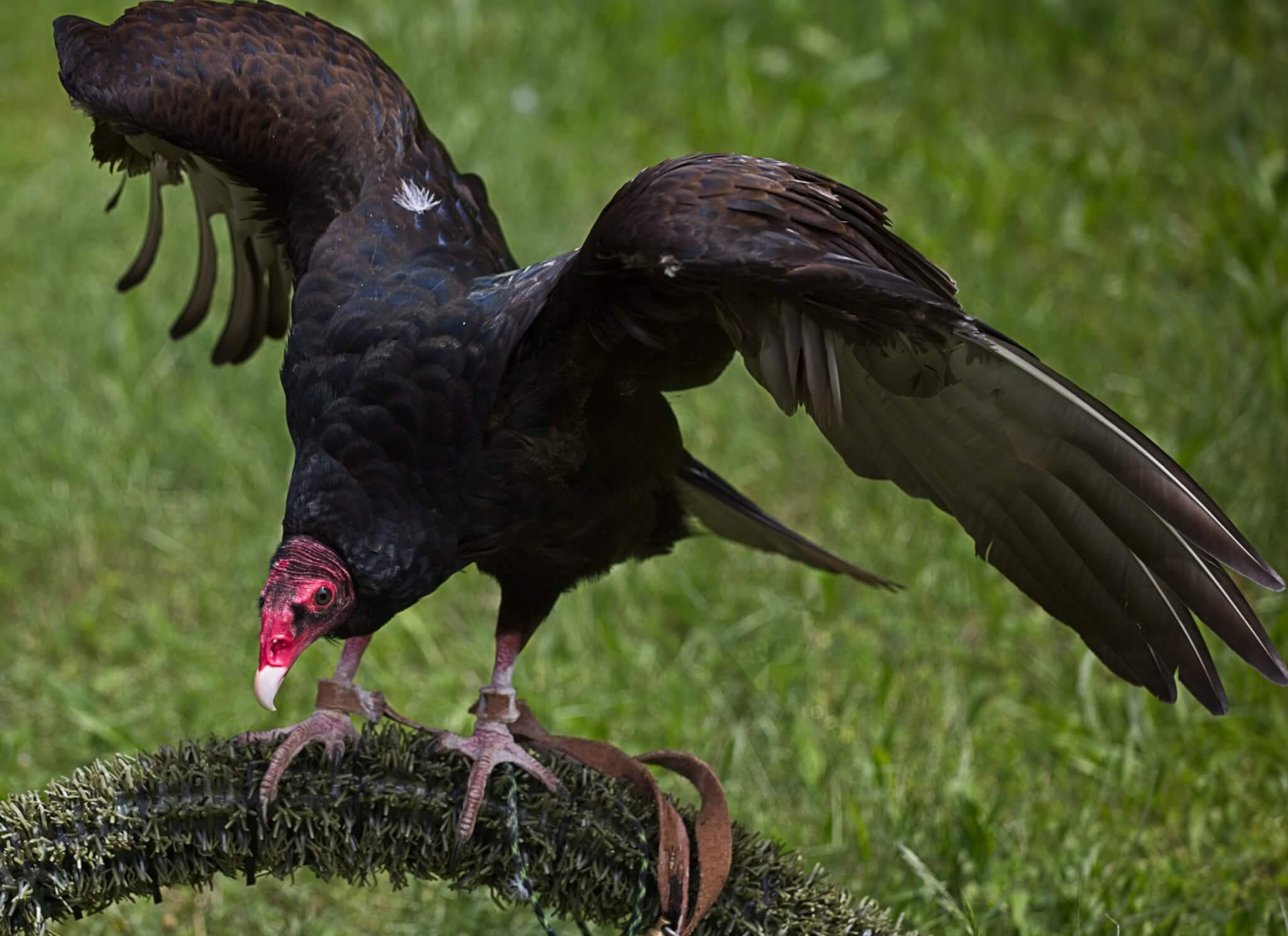 2048x1489 Wildlife Image cannot take vulture patients at this time Image Rehabilitation and Education Center